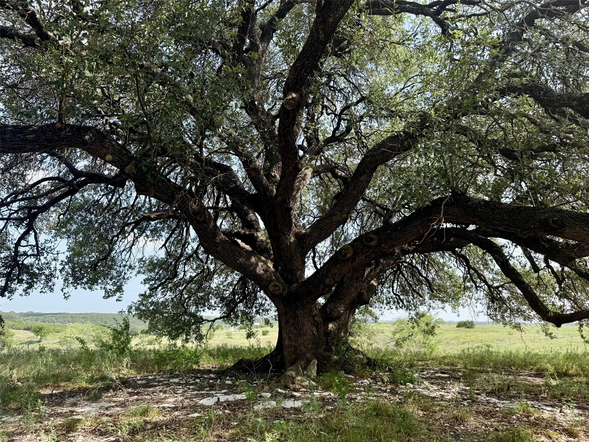 Unimproved Land For Sale in Hamilton County , 13AC TBD PR FM 2905, Hamilton, Texas 76531, 0, 0, Garage spaces, 0 Sqft, built in 0, Price $110,500, mls#21339040, Real Estate Agent in Hamilton, Homes For Sale in Hamilton county, Homes For Sale in Hamilton, Realtor in Hamilton Texas, Real Estate Brokerage Independent Realty Texas, Luminita Cordes Realtor