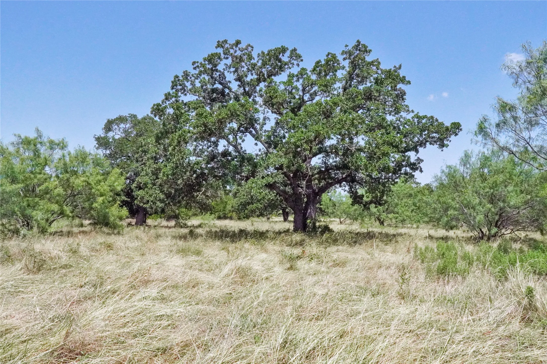 Ranch For Sale in Jack County , 71.63 Acres Slusher Rd, Jacksboro, Texas 76458, 0, 0, Garage spaces, 0 Sqft, built in 0, Price $565,000, mls#21339679, Real Estate Agent in Jacksboro, Homes For Sale in Jack county, Homes For Sale in Jacksboro, Realtor in Jacksboro Texas, Real Estate Brokerage Independent Realty Texas, Luminita Cordes Realtor