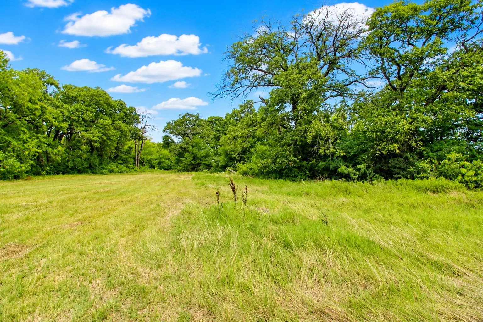 Expansive green field surrounded by mature deciduous trees