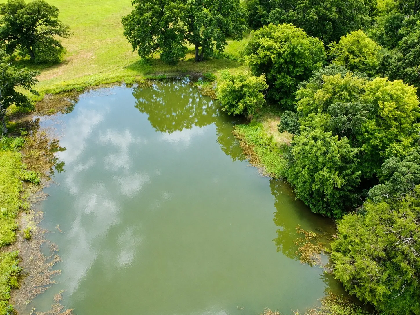 Private pond surrounded by mature deciduous and coniferous trees, with a grassy embankment