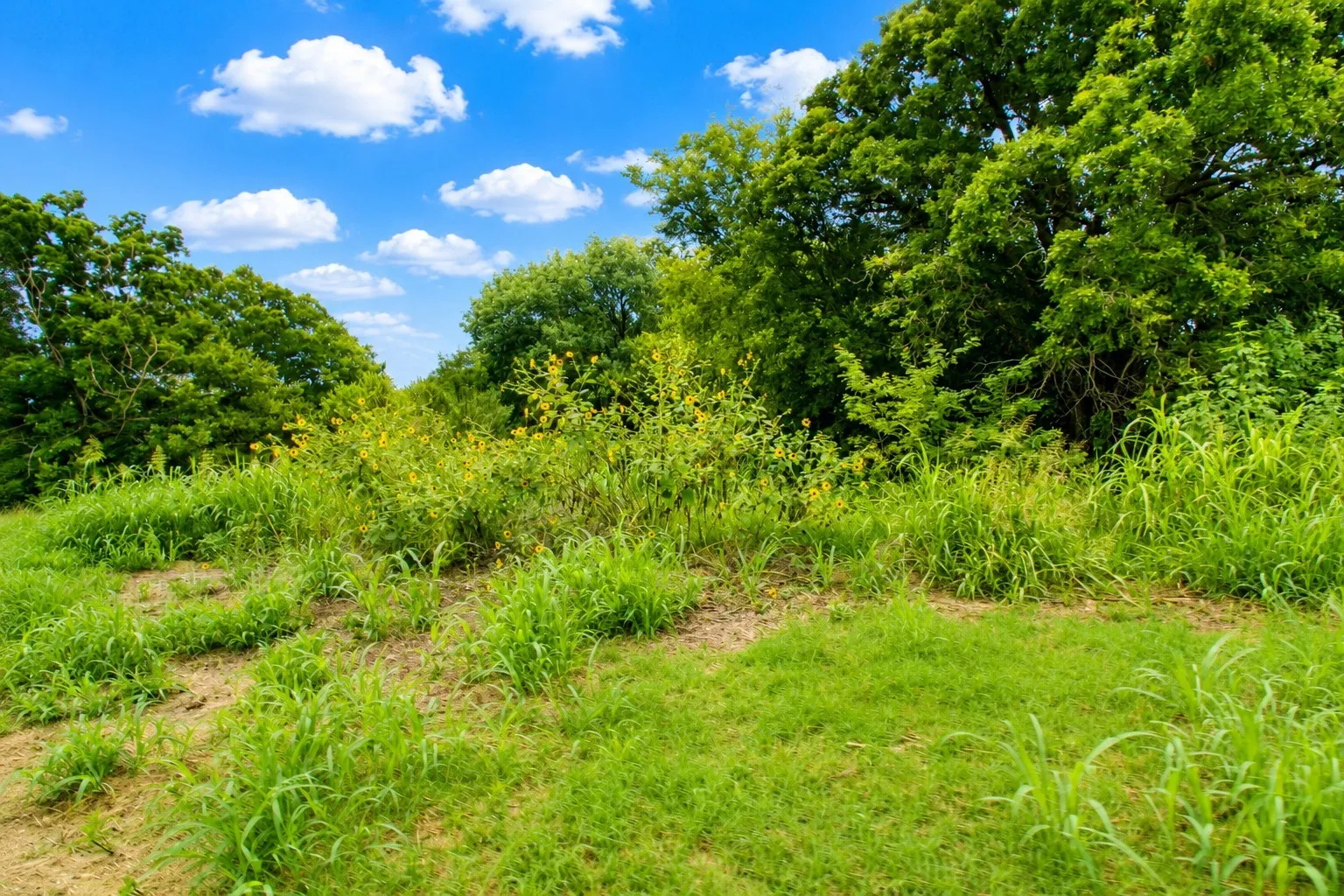 Expansive green space featuring natural foliage and mature trees under a clear sky