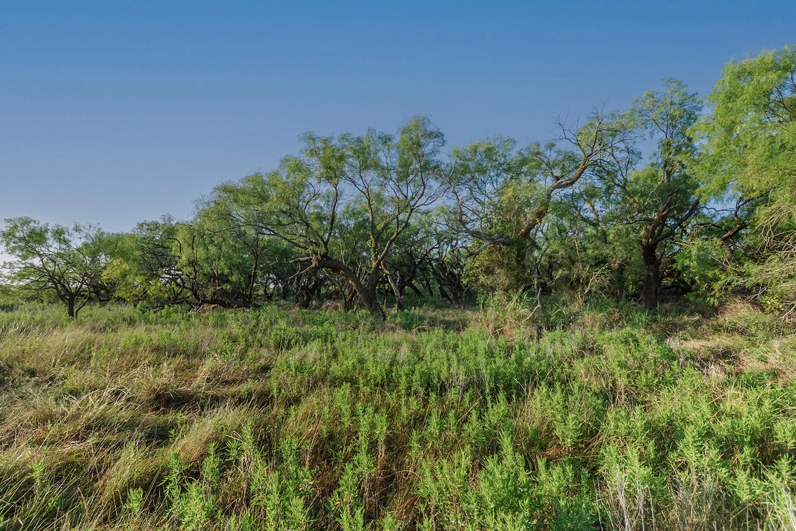 Improved Land For Sale in Mc Culloch County , 2055 CR 472, Rochelle, Texas 76825, 0, 0, Garage spaces, 0 Sqft, built in 0, Price $99,000, mls#21339577, Real Estate Agent in Rochelle, Homes For Sale in Mc Culloch county, Homes For Sale in Rochelle, Realtor in Rochelle Texas, Real Estate Brokerage Independent Realty Texas, Luminita Cordes Realtor