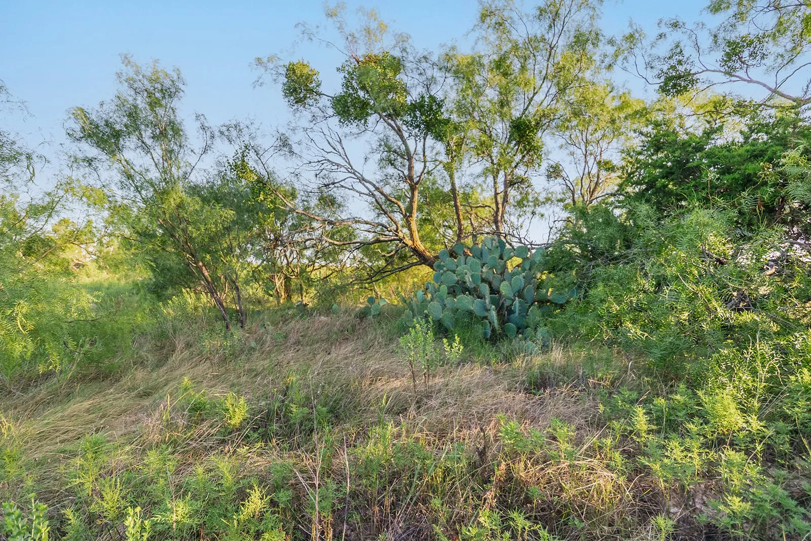 Improved Land For Sale in Mc Culloch County , 2055 CR 472, Rochelle, Texas 76825, 0, 0, Garage spaces, 0 Sqft, built in 0, Price $99,000, mls#21339577, Real Estate Agent in Rochelle, Homes For Sale in Mc Culloch county, Homes For Sale in Rochelle, Realtor in Rochelle Texas, Real Estate Brokerage Independent Realty Texas, Luminita Cordes Realtor