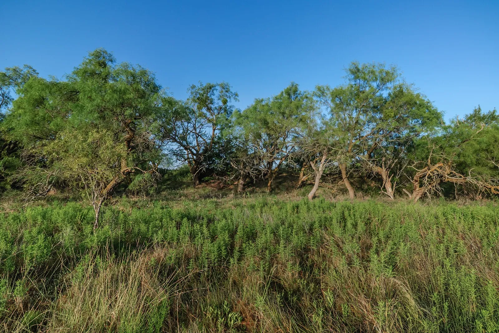 Improved Land For Sale in Mc Culloch County , 2055 CR 472, Rochelle, Texas 76825, 0, 0, Garage spaces, 0 Sqft, built in 0, Price $99,000, mls#21339577, Real Estate Agent in Rochelle, Homes For Sale in Mc Culloch county, Homes For Sale in Rochelle, Realtor in Rochelle Texas, Real Estate Brokerage Independent Realty Texas, Luminita Cordes Realtor