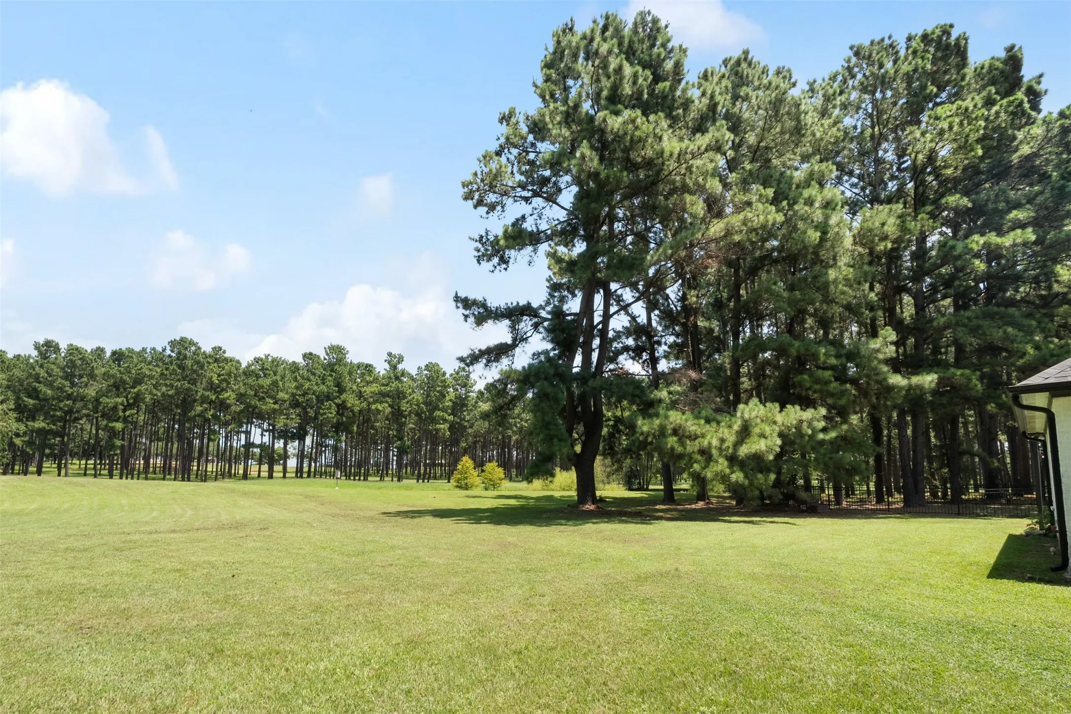 View of backyard