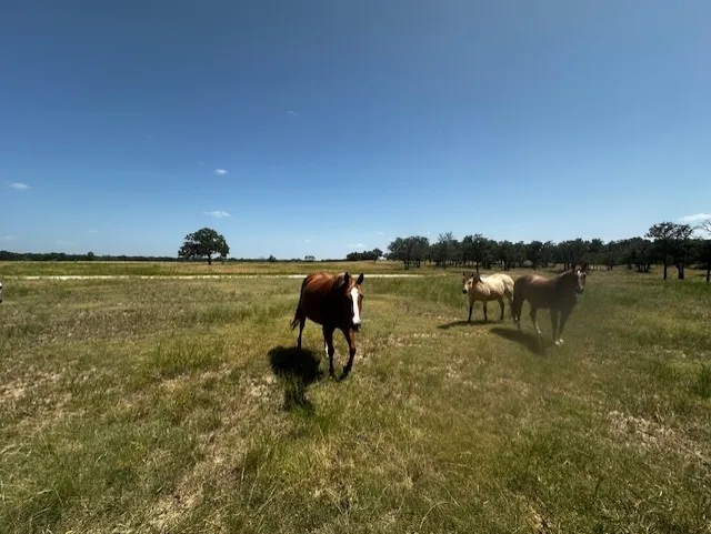 Ranch For Sale in Hood County , 10400 Lipan Highway, Lipan, Texas 76462, 0, 0, Garage spaces, 0 Sqft, built in 0, Price $4,987,920, mls#21339982, Real Estate Agent in Lipan, Homes For Sale in Hood county, Homes For Sale in Lipan, Realtor in Lipan Texas, Real Estate Brokerage Independent Realty Texas, Luminita Cordes Realtor