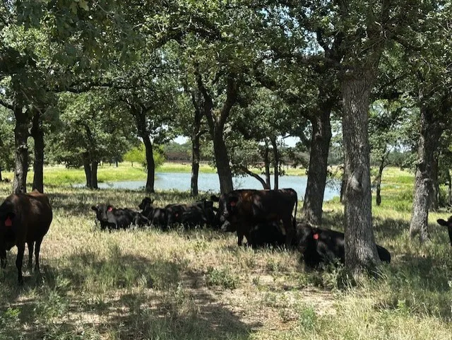Ranch For Sale in Hood County , 10400 Lipan Highway, Lipan, Texas 76462, 0, 0, Garage spaces, 0 Sqft, built in 0, Price $4,987,920, mls#21339982, Real Estate Agent in Lipan, Homes For Sale in Hood county, Homes For Sale in Lipan, Realtor in Lipan Texas, Real Estate Brokerage Independent Realty Texas, Luminita Cordes Realtor