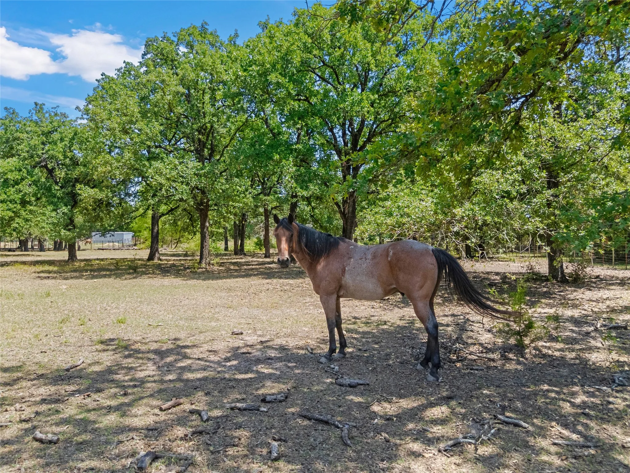 Single Family Residence For Sale in Mc Lennan County , 1047 Fort Hill Road, Waco, Texas 76705, 3 Bedroom, 2 Bathroom, 2 Garage spaces, 2,039 Sqft, built in 1976, mls#21340131, Real Estate Agent in Waco, Homes For Sale in Mc Lennan county, Homes For Sale in Waco, Realtor in Waco Texas, Real Estate Brokerage Independent Realty Texas, Luminita Cordes Realtor