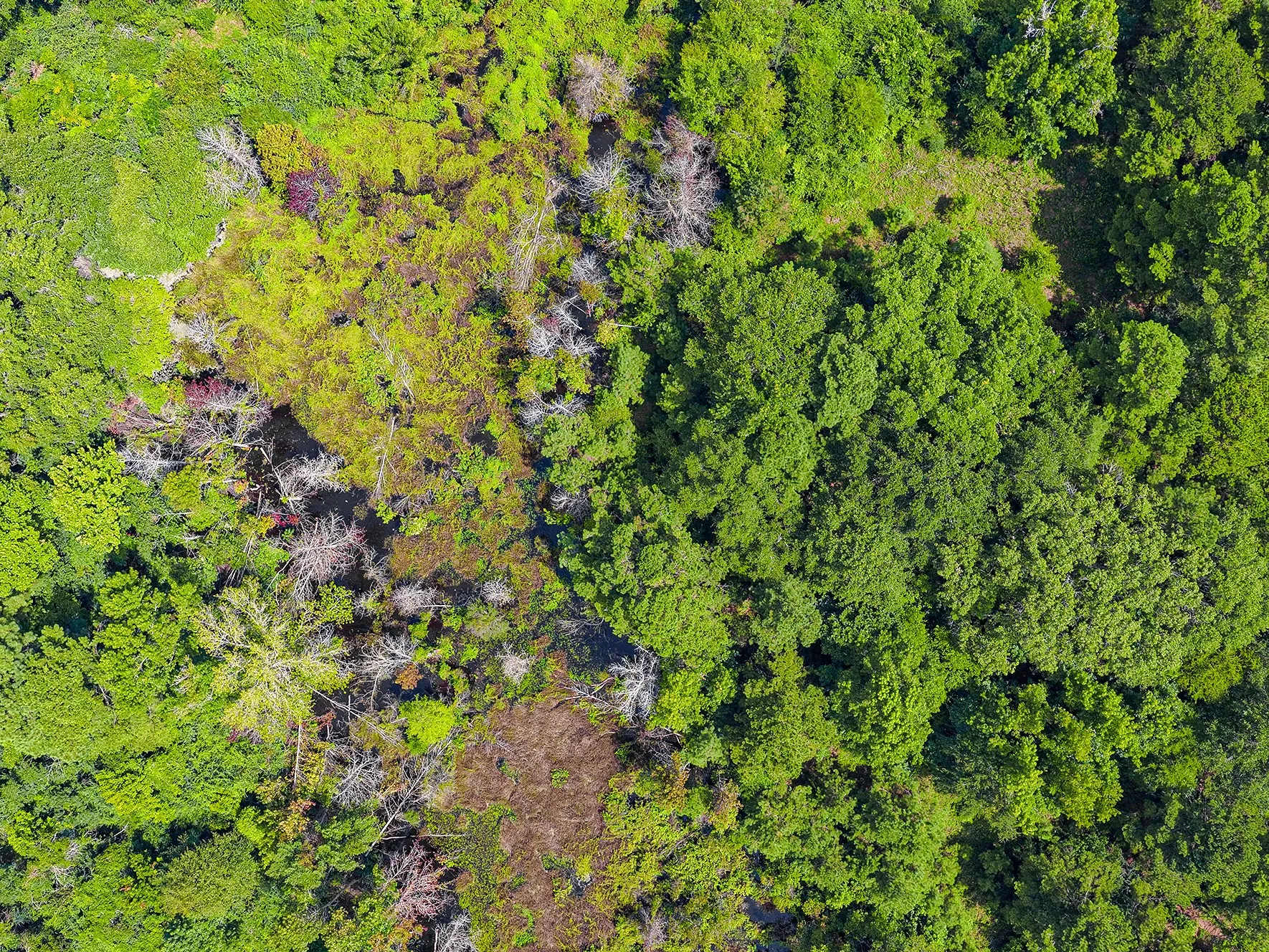 Unimproved Land For Sale in Nacogdoches County , TBD County Road 276, Nacogdoches, Texas 75961, 0, 0, Garage spaces, 0 Sqft, built in 0, mls#21340159, Real Estate Agent in Nacogdoches, Homes For Sale in Nacogdoches county, Homes For Sale in Nacogdoches, Realtor in Nacogdoches Texas, Real Estate Brokerage Independent Realty Texas, Luminita Cordes Realtor