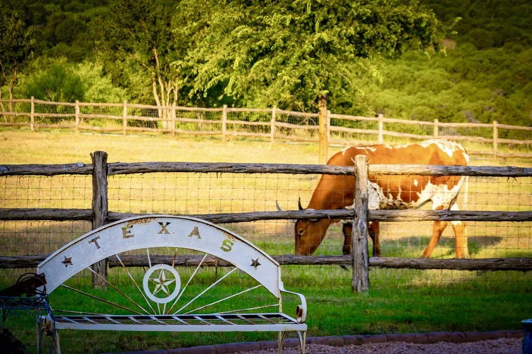 Longhorns