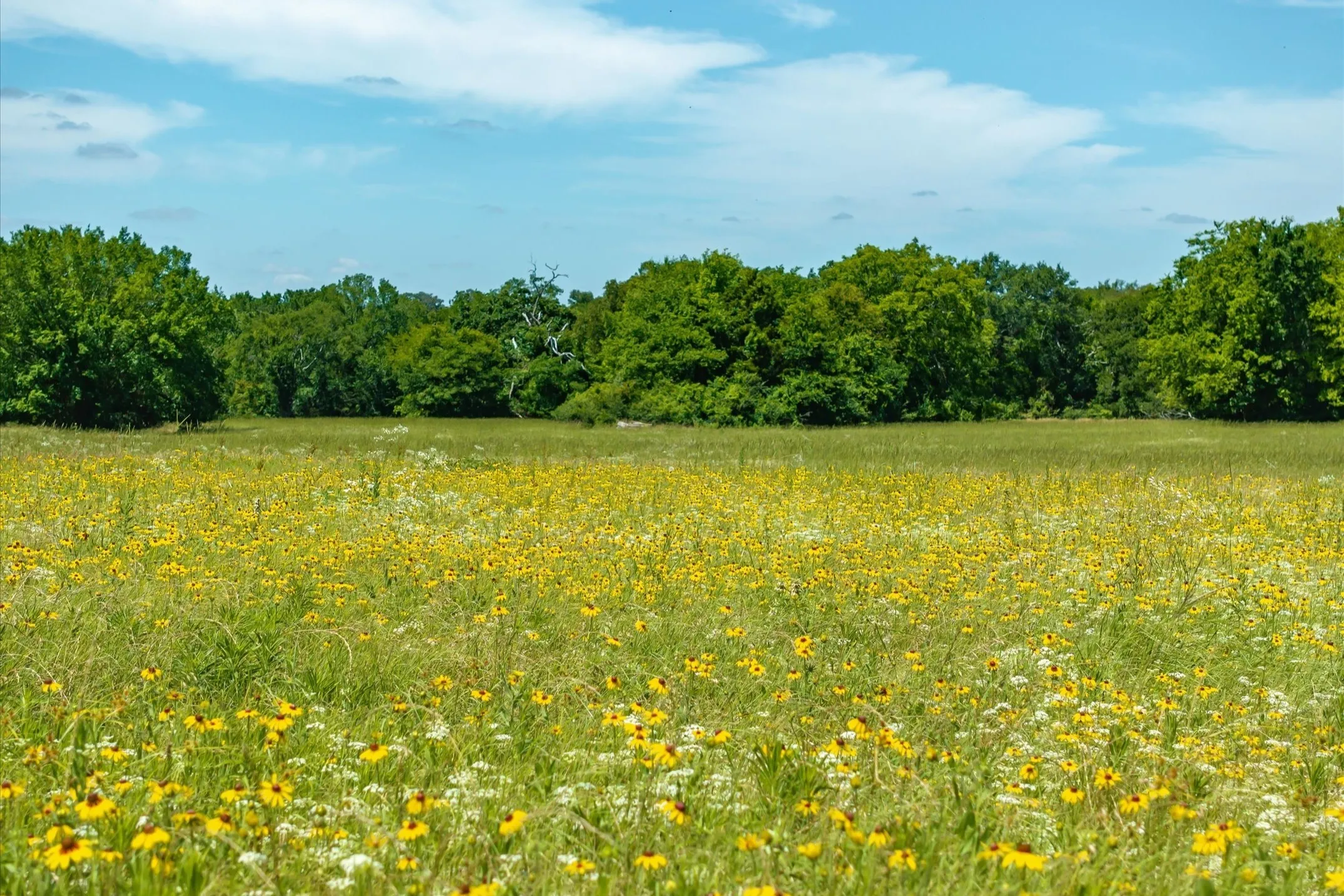 Unimproved Land For Sale in Rains County , Lot 2 State Hwy 19, Emory, Texas 75440, 0, 0, Garage spaces, 0 Sqft, built in 0, Price $213,750, mls#21330579, Real Estate Agent in Emory, Homes For Sale in Rains county, Homes For Sale in Emory, Realtor in Emory Texas, Real Estate Brokerage Independent Realty Texas, Luminita Cordes Realtor
