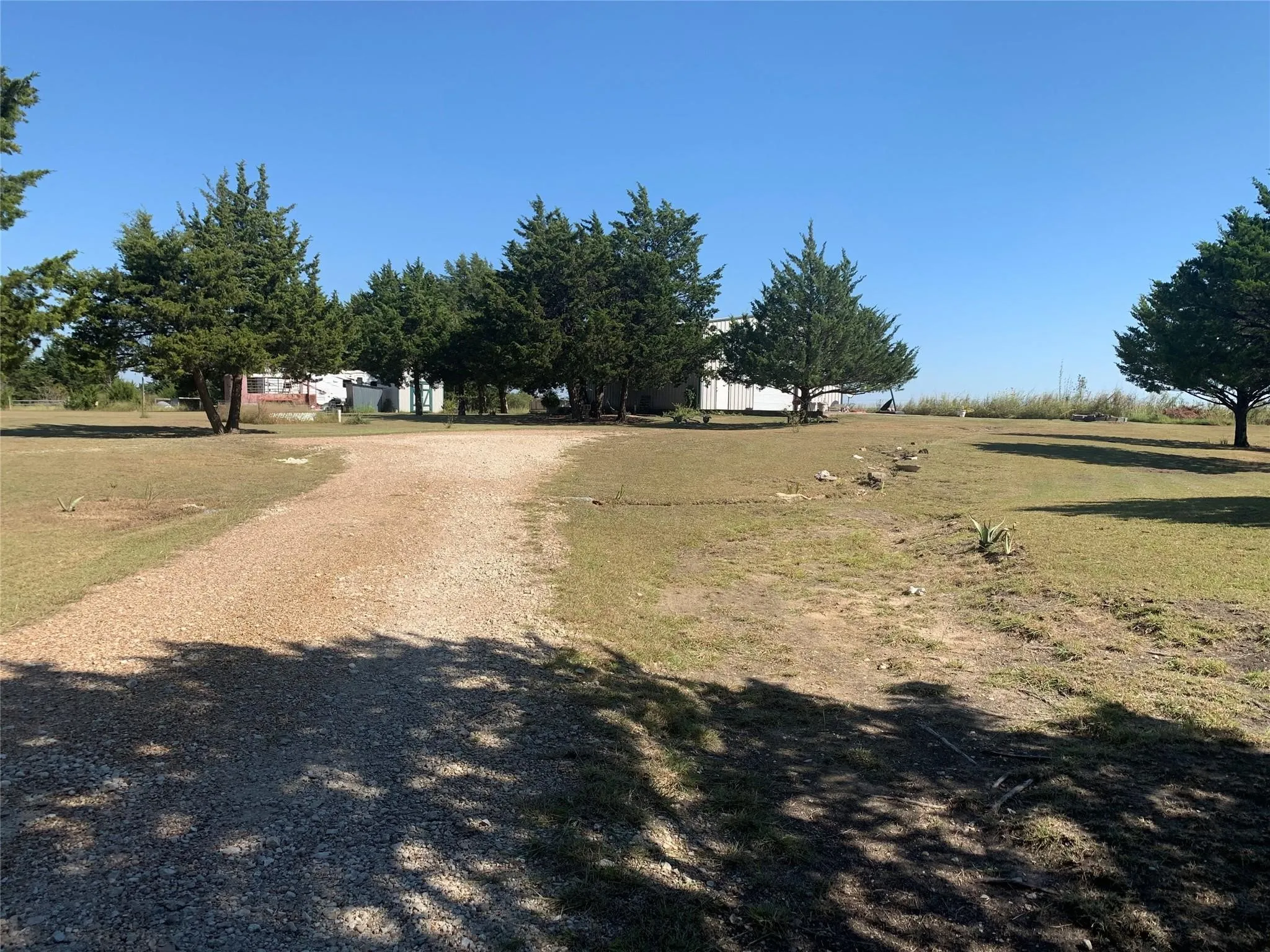 Gravel driveway extending through a grassy expanse, bordered by mature evergreen trees