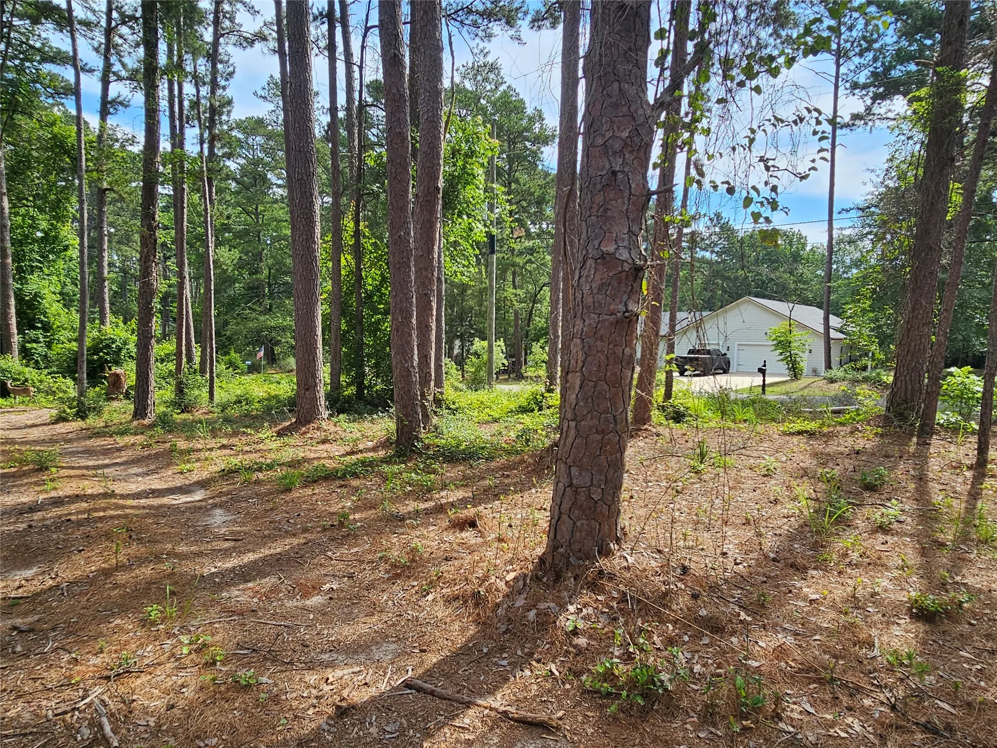 Wooded lot featuring mature pine trees and natural ground cover