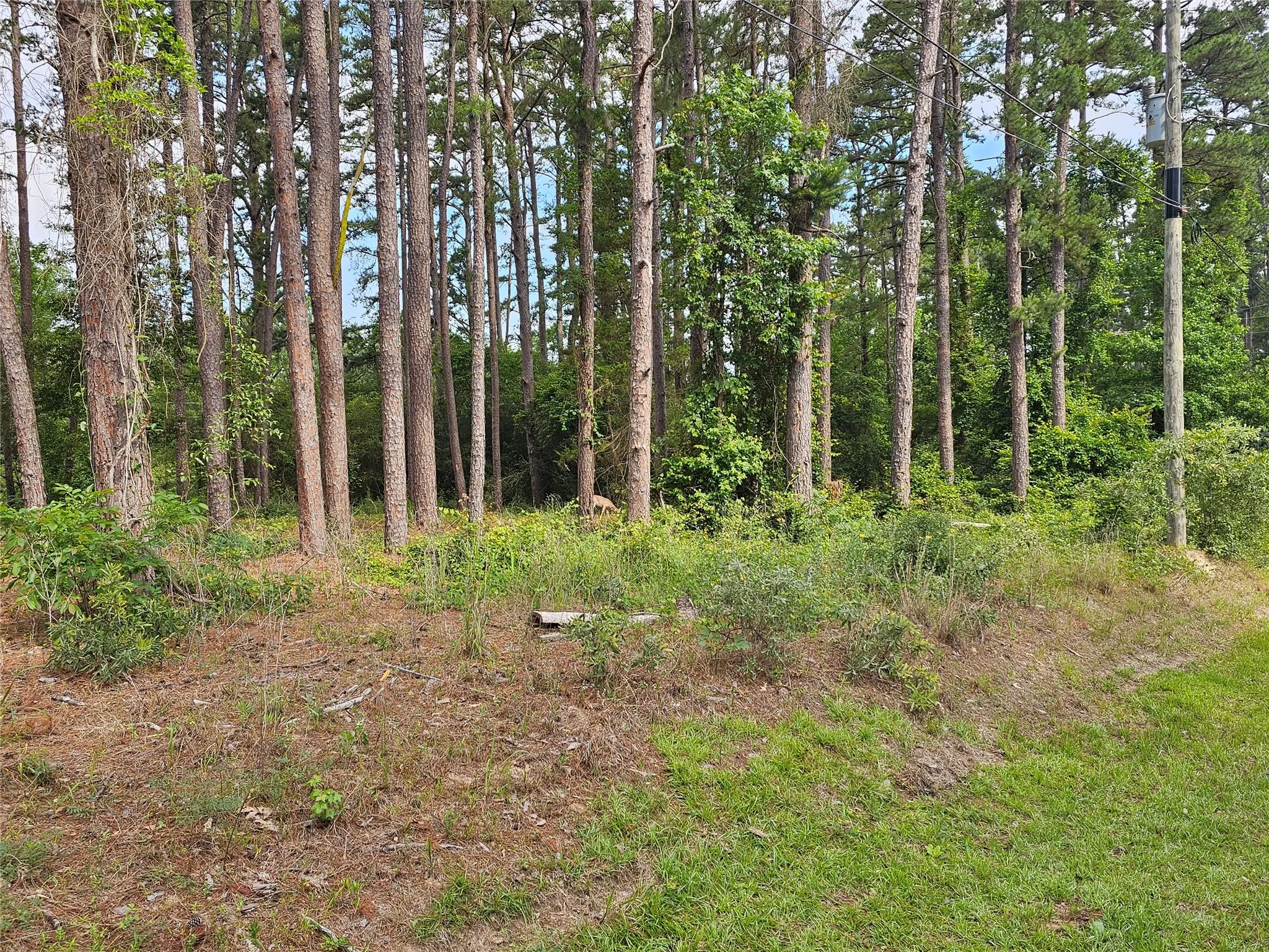 Wooded lot featuring mature trees and natural ground cover