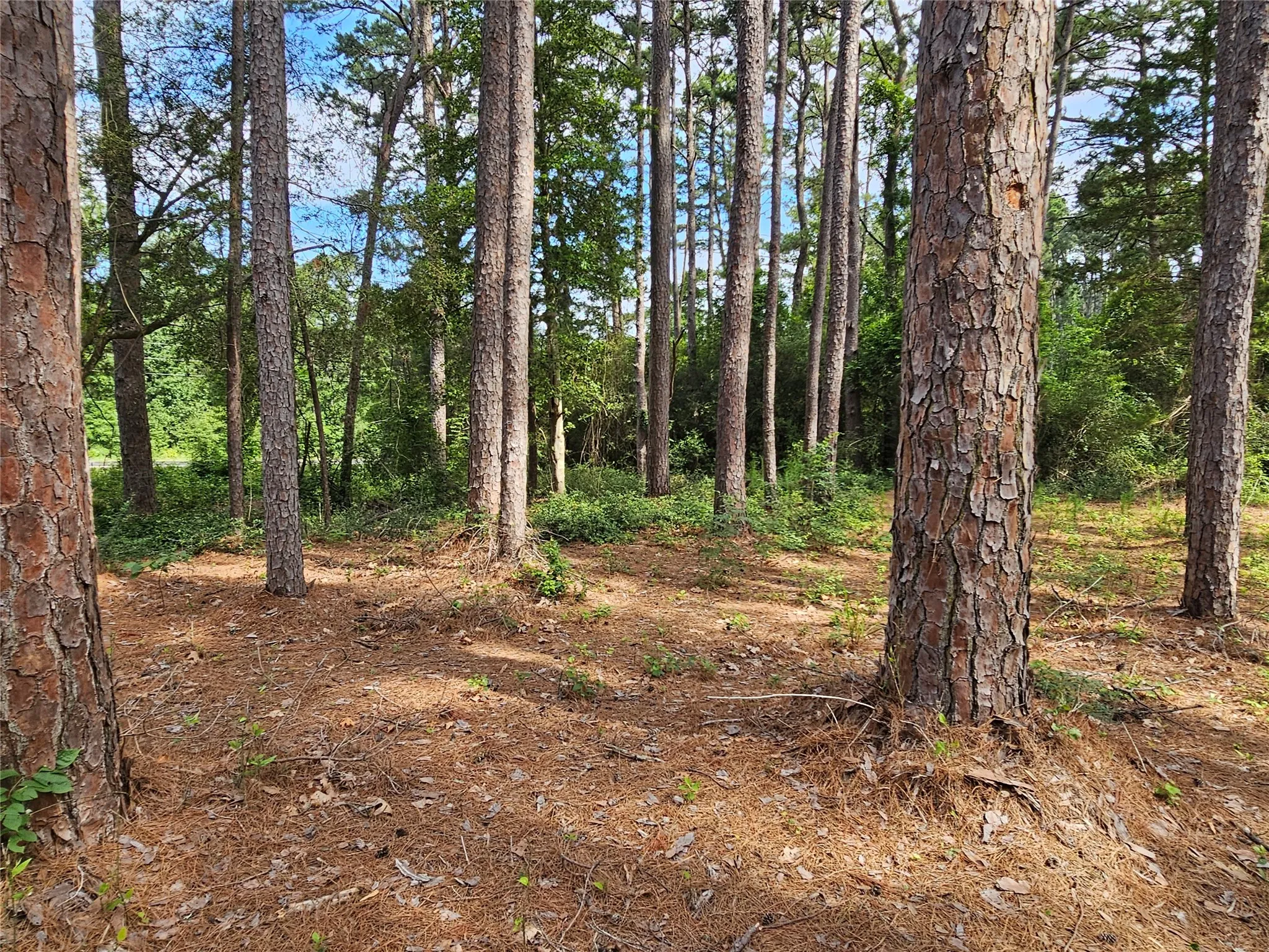 Mature pine trees populate a natural woodland setting