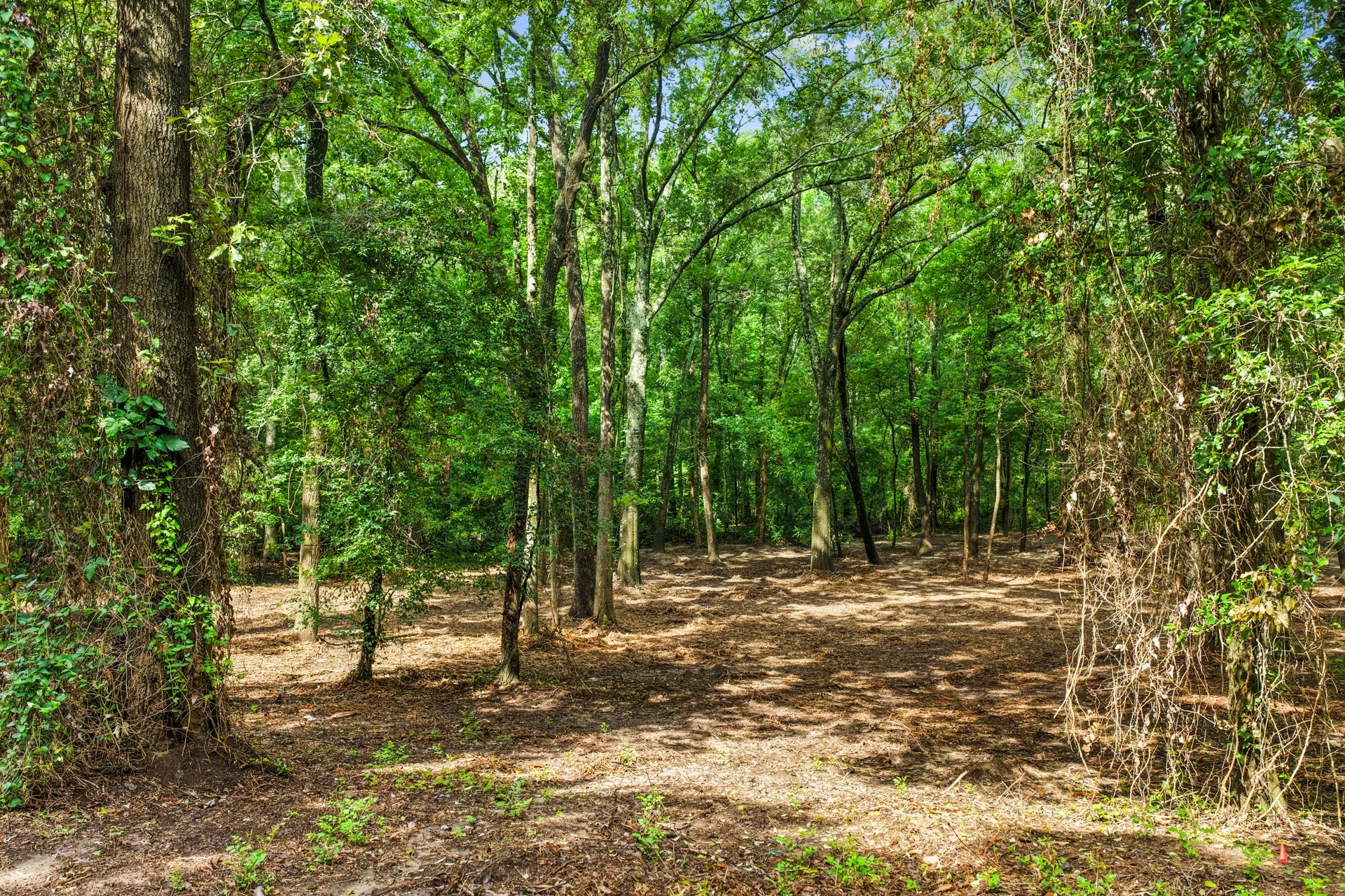 Unimproved Land For Sale in Franklin (TX) County , 133 Sandy Lake, Scroggins, Texas 75480, 0, 0, Garage spaces, 0 Sqft, built in 0, Price $399,000, mls#21340663, Real Estate Agent in Scroggins, Homes For Sale in Franklin (TX) county, Homes For Sale in Scroggins, Realtor in Scroggins Texas, Real Estate Brokerage Independent Realty Texas, Luminita Cordes Realtor