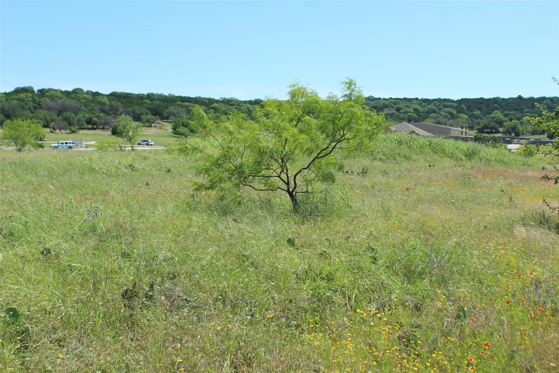 Expansive open land featuring diverse natural vegetation, including a prominent central tree with light green foliage