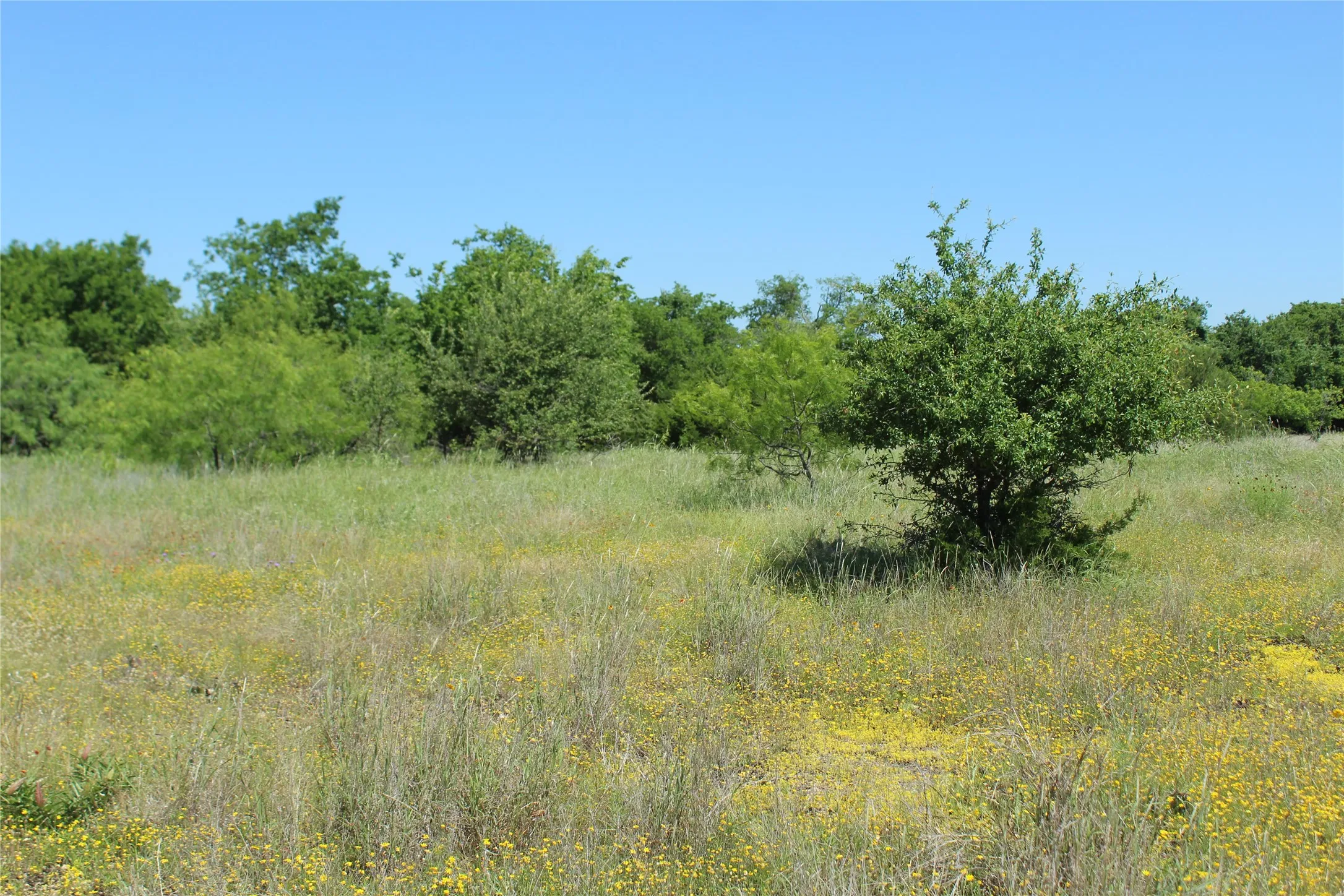 Expansive open field featuring natural grasses and scattered wildflowers
