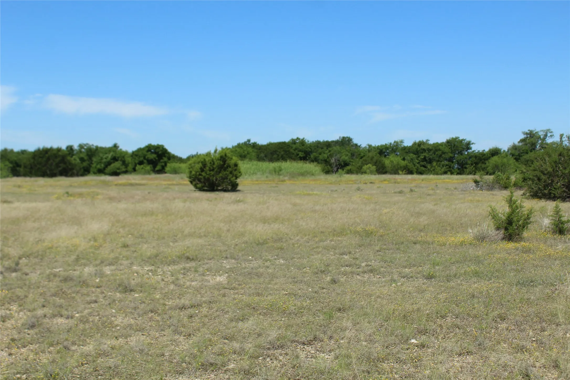 Expansive open field featuring natural grasses and scattered brush