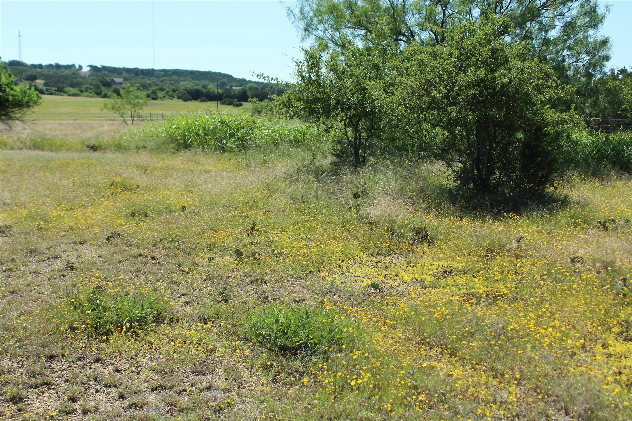 Expansive acreage with natural ground cover, mature trees, and distant rolling hills