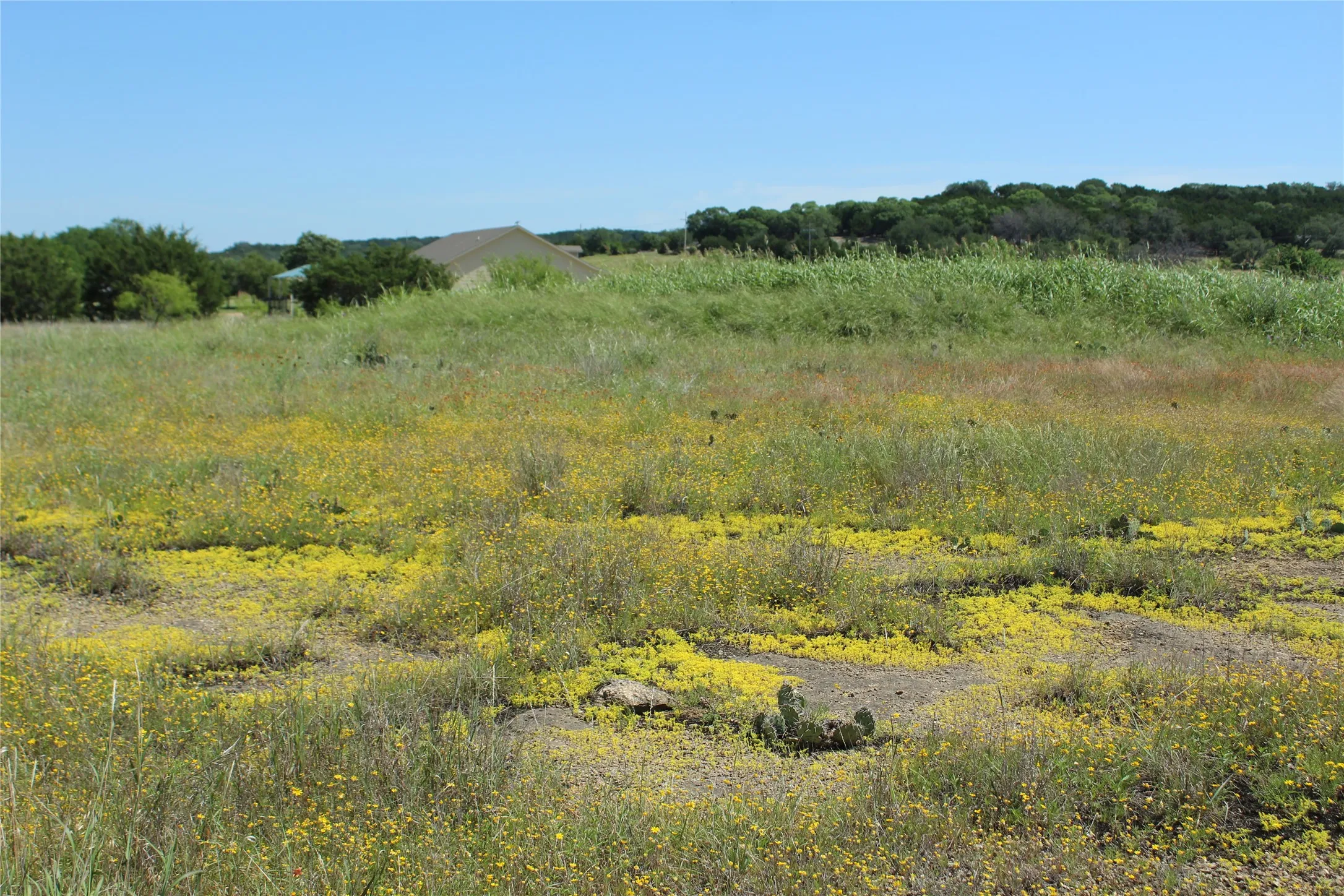 Expansive open land with natural vegetation and scattered yellow ground cover