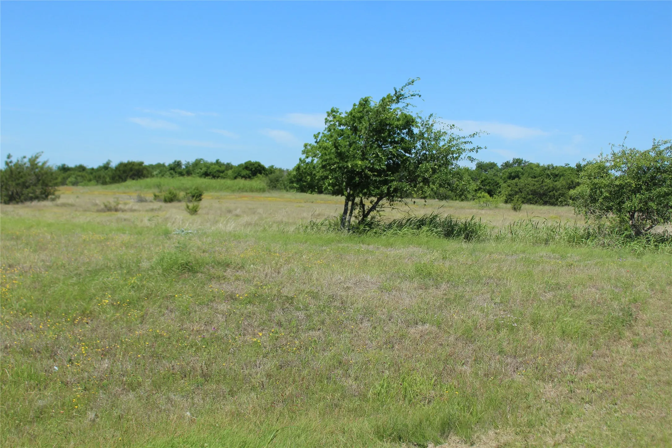 Expansive open field featuring natural grasses and scattered trees under a clear blue sky