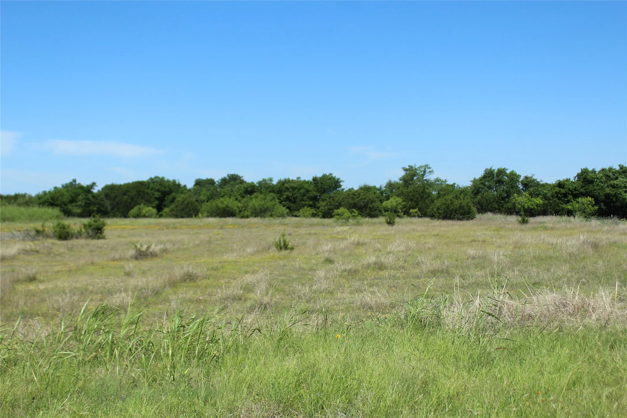 Expansive open field with natural grasses and distant tree line