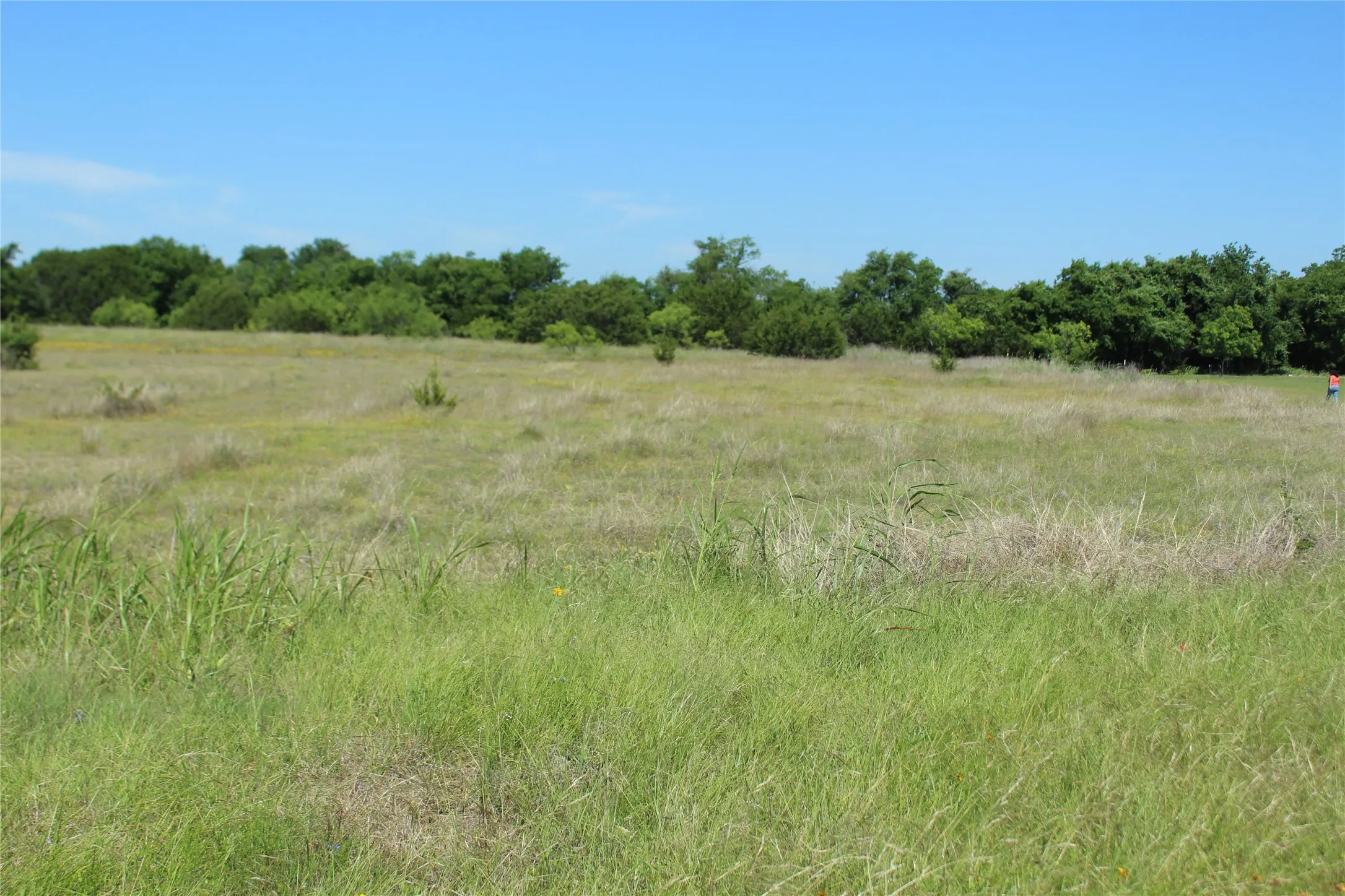 Expansive open field featuring varied green and dried grasses, with a dense line of mature trees forming a natural backdrop