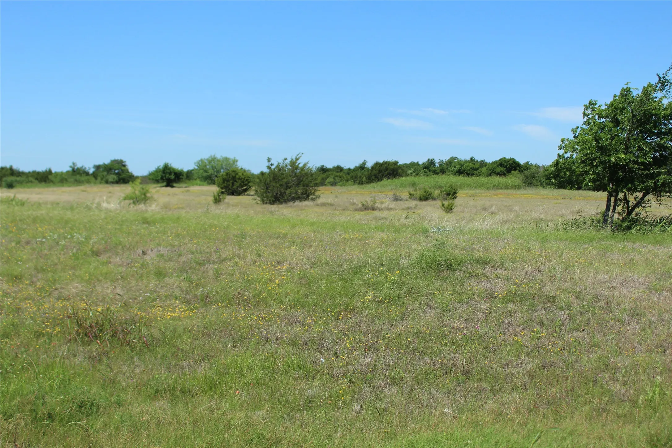 Expansive open land featuring natural grasses, scattered trees, and a clear blue sky