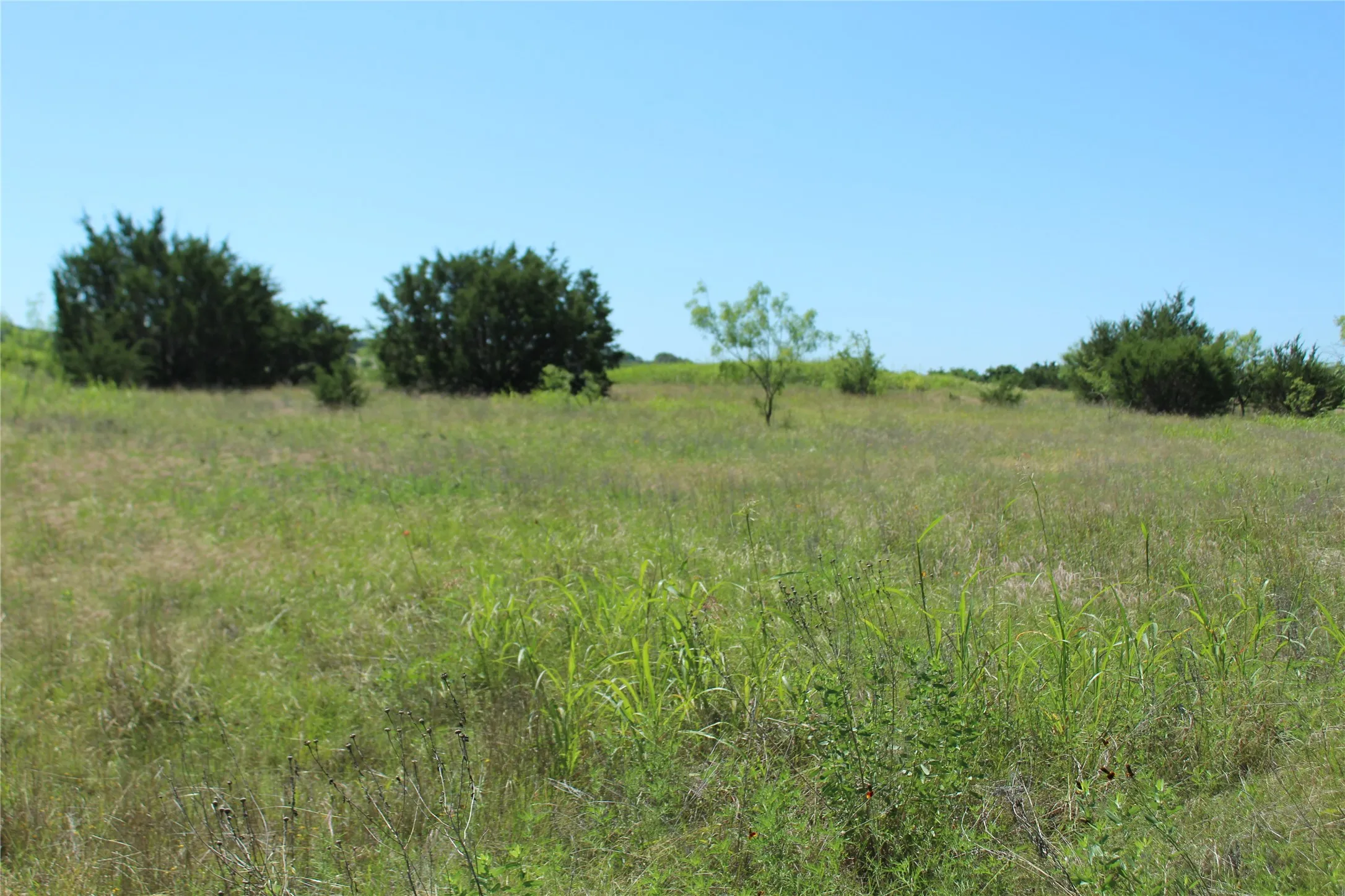 Expansive open field with natural vegetation and scattered trees under a clear sky