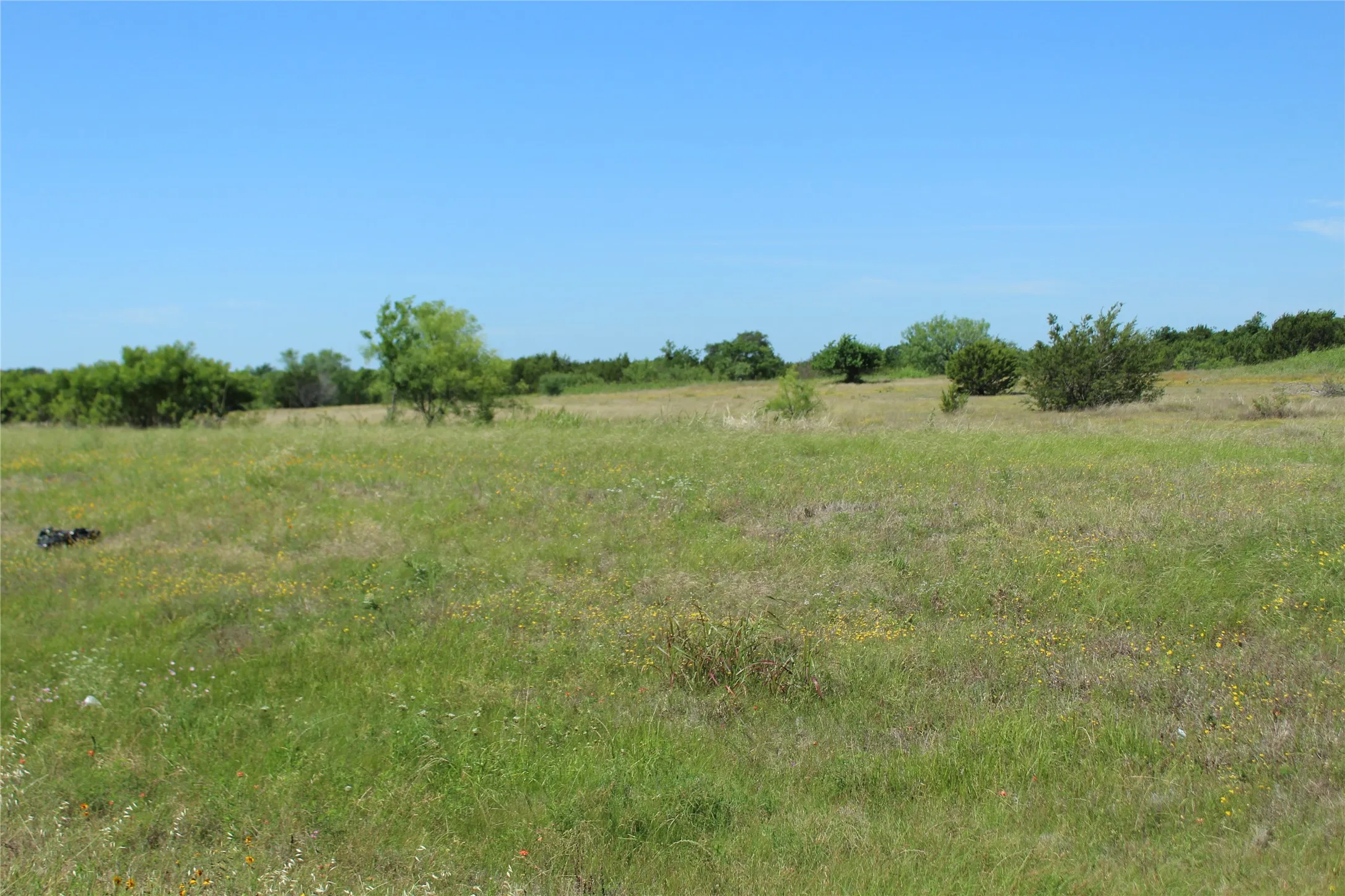 Expansive open land featuring diverse natural grasses and scattered native trees