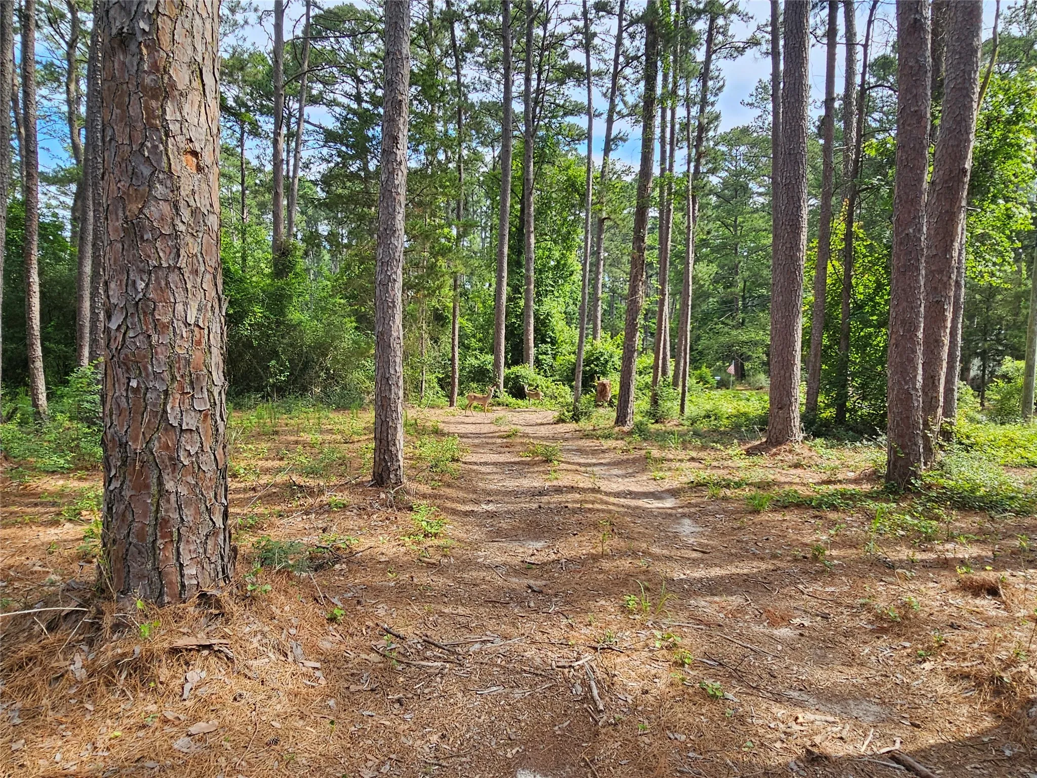Wooded parcel featuring mature pine trees and natural ground cover