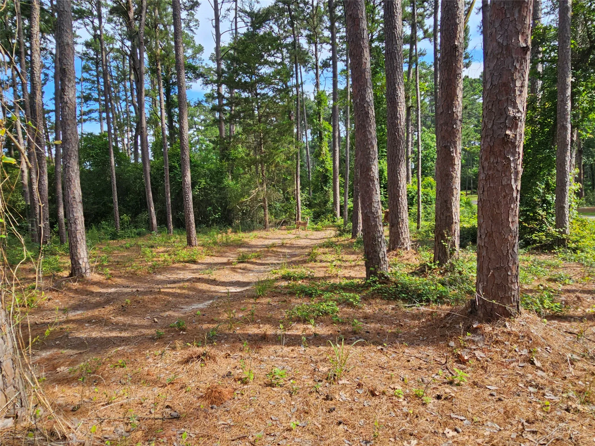 Wooded property featuring mature pine trees