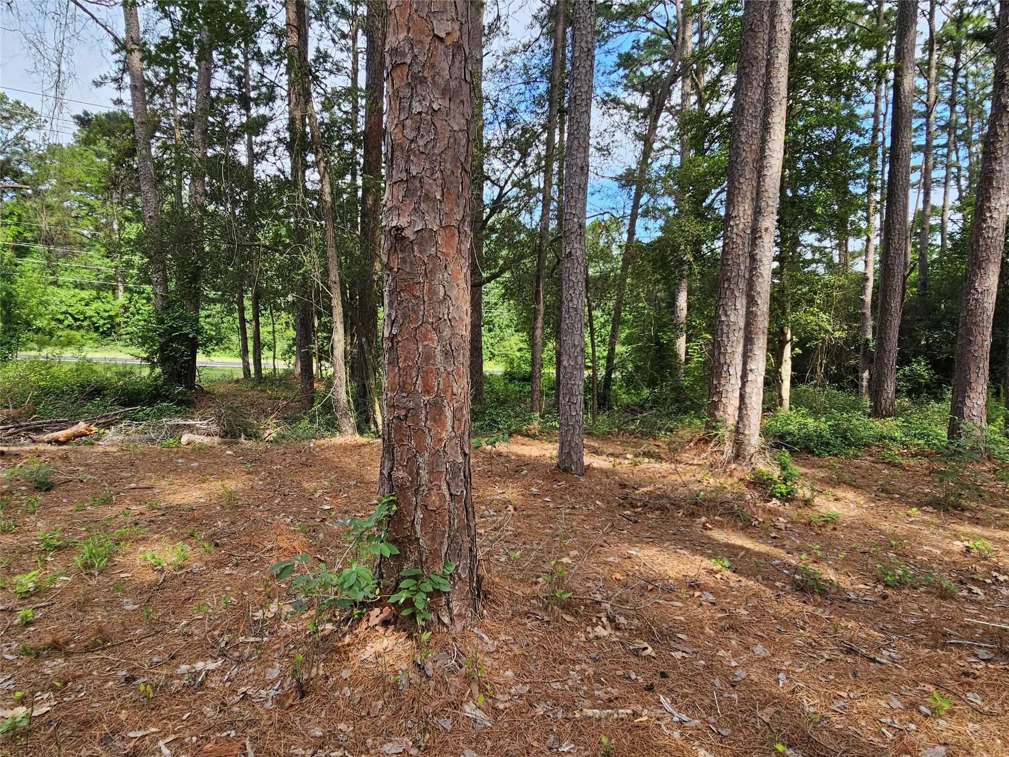 Wooded lot featuring mature pine trees, natural ground cover, and a shaded environment