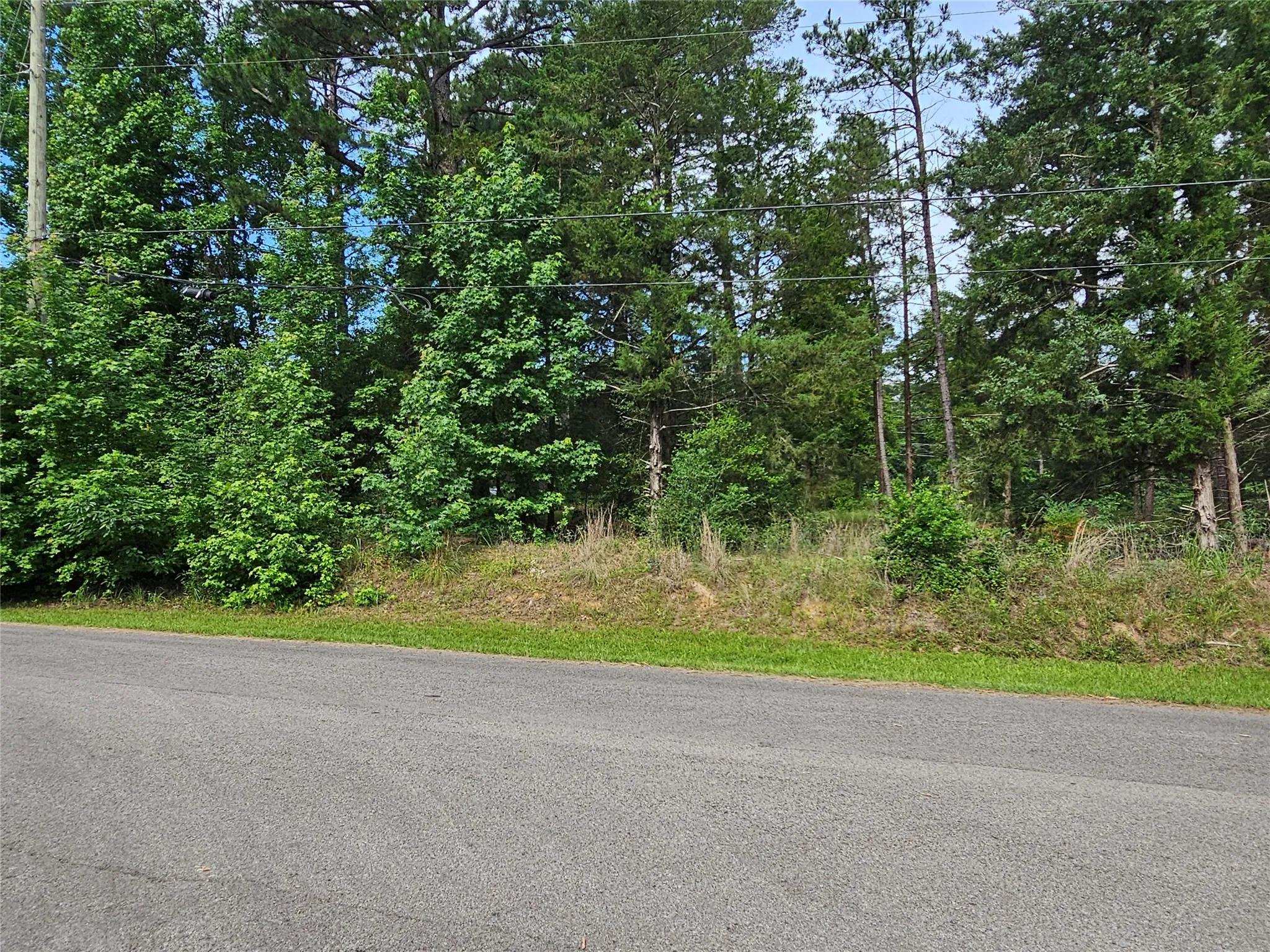 Wooded parcel featuring mature evergreen and deciduous trees