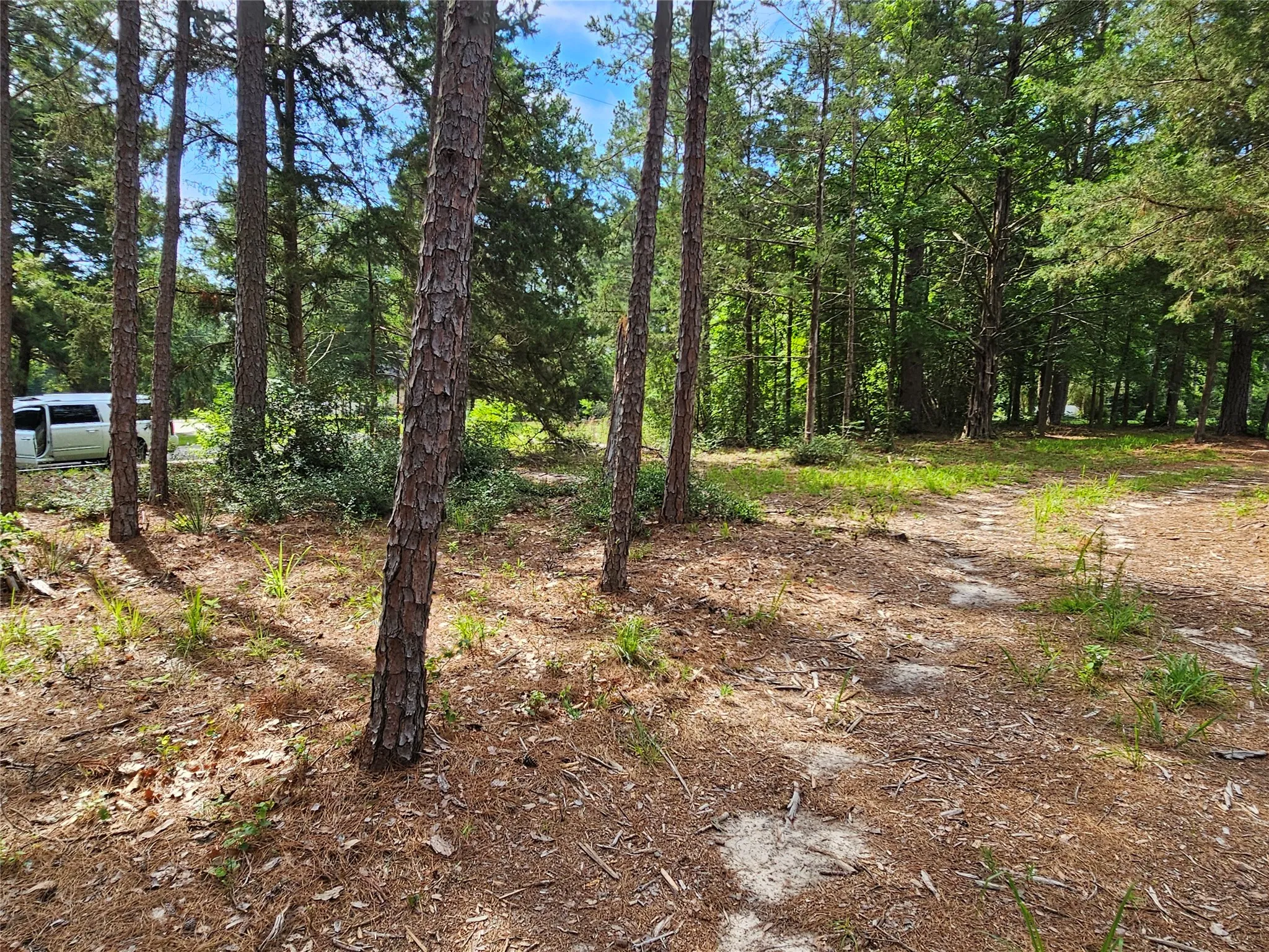 Wooded lot featuring mature pine trees and natural ground cover