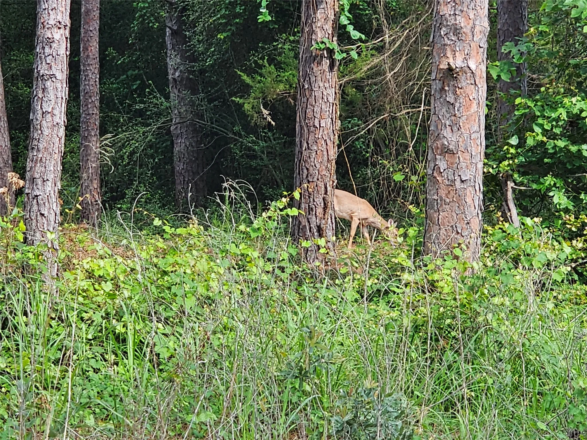 Unimproved Land For Sale in Wood County , TBD Green Meadow Trail (Lot 140), Holly Lake Ranch, Texas 75765, 0, 0, Garage spaces, 0 Sqft, built in 0, Price $22,500, mls#21315252, Real Estate Agent in Holly Lake Ranch, Homes For Sale in Wood county, Homes For Sale in Holly Lake Ranch, Realtor in Holly Lake Ranch Texas, Real Estate Brokerage Independent Realty Texas, Luminita Cordes Realtor
