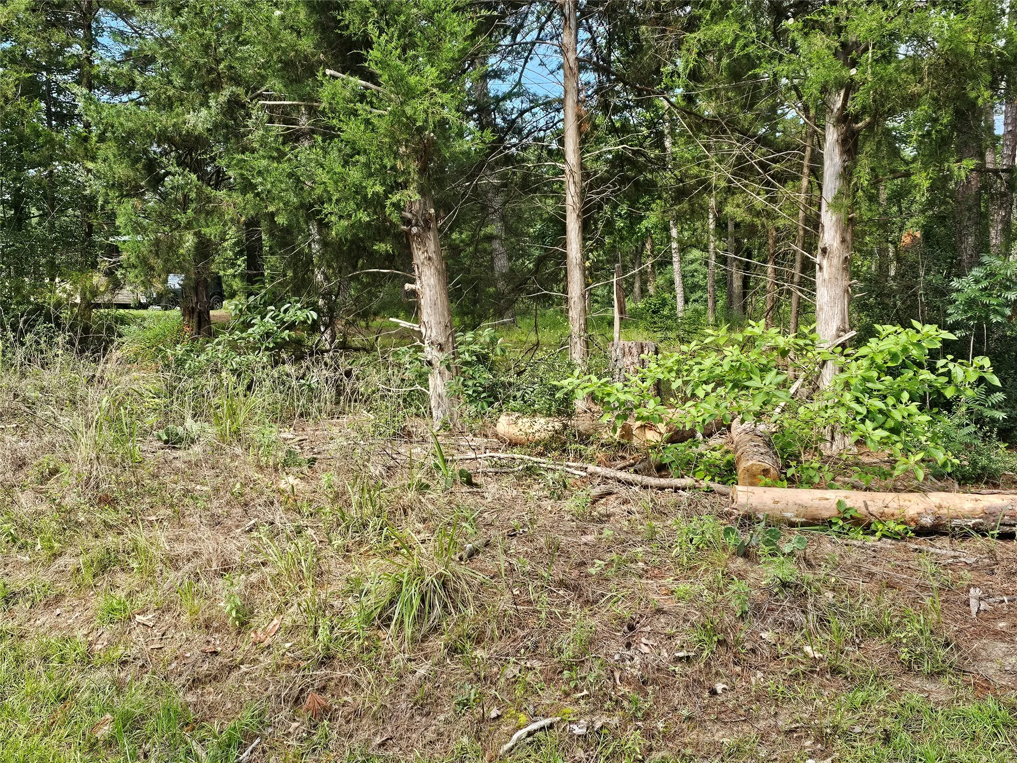 Wooded lot featuring mature trees and natural ground cover