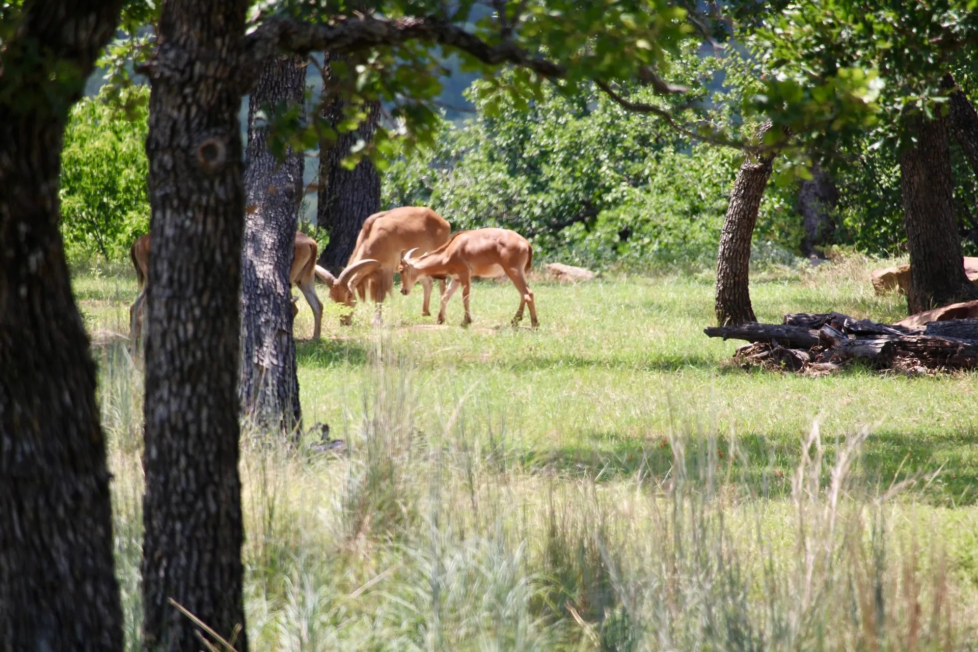 Unimproved Land For Sale in Palo Pinto County , TBD Stage Coach Trail, Gordon, Texas 76453, 0, 0, Garage spaces, 0 Sqft, built in 0, Price $80,000, mls#21340707, Real Estate Agent in Gordon, Homes For Sale in Palo Pinto county, Homes For Sale in Gordon, Realtor in Gordon Texas, Real Estate Brokerage Independent Realty Texas, Luminita Cordes Realtor