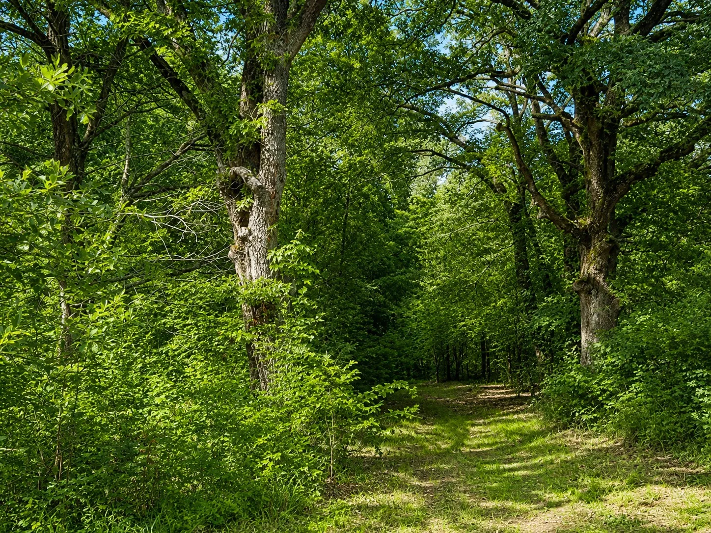 Unimproved Land For Sale in Smith County , TBD W HWY 80, Mineola, Texas 75773, 0, 0, Garage spaces, 0 Sqft, built in 0, mls#21340668, Real Estate Agent in Mineola, Homes For Sale in Smith county, Homes For Sale in Mineola, Realtor in Mineola Texas, Real Estate Brokerage Independent Realty Texas, Luminita Cordes Realtor