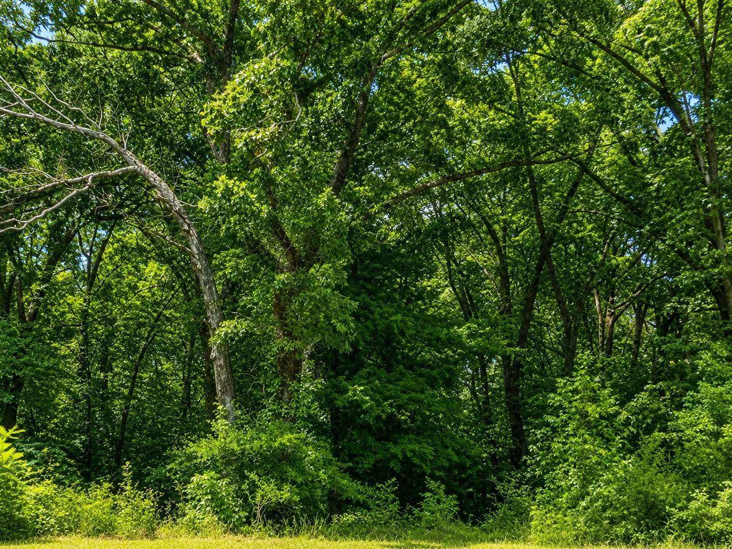 Unimproved Land For Sale in Smith County , TBD W HWY 80, Mineola, Texas 75773, 0, 0, Garage spaces, 0 Sqft, built in 0, mls#21340668, Real Estate Agent in Mineola, Homes For Sale in Smith county, Homes For Sale in Mineola, Realtor in Mineola Texas, Real Estate Brokerage Independent Realty Texas, Luminita Cordes Realtor