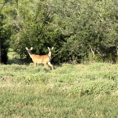 Unimproved Land For Sale in Hill County , 42178 Crooked Stick Drive, Whitney, Texas 76692, 0, 0, Garage spaces, 0 Sqft, built in 0, Price $25,000, mls#21318270, Real Estate Agent in Whitney, Homes For Sale in Hill county, Homes For Sale in Whitney, Realtor in Whitney Texas, Real Estate Brokerage Independent Realty Texas, Luminita Cordes Realtor