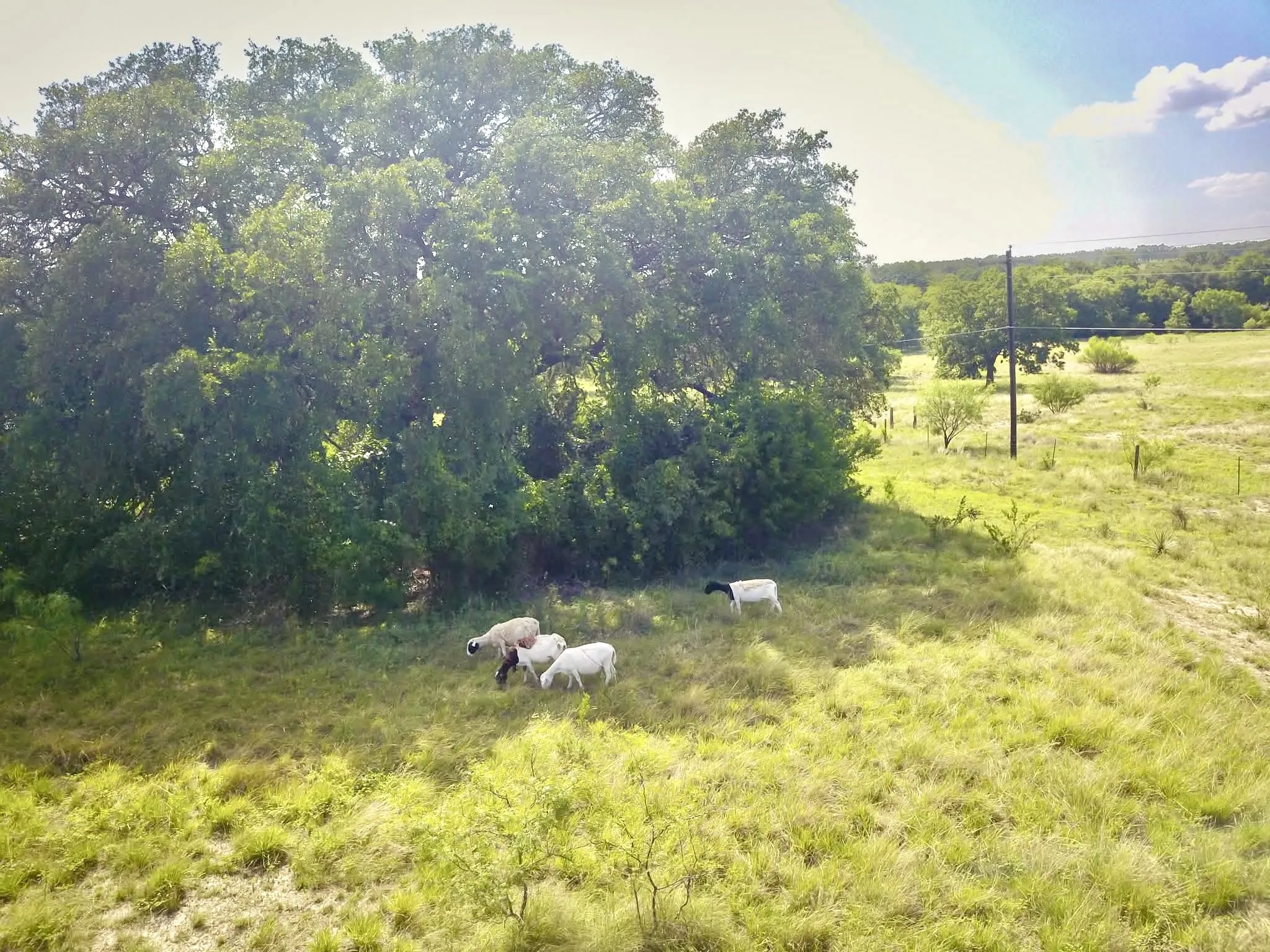 Ranch For Sale in Mills County , 82 State Highway 16 S, Goldthwaite, Texas 76844, 0, 0, Garage spaces, 0 Sqft, built in 0, mls#21340486, Real Estate Agent in Goldthwaite, Homes For Sale in Mills county, Homes For Sale in Goldthwaite, Realtor in Goldthwaite Texas, Real Estate Brokerage Independent Realty Texas, Luminita Cordes Realtor