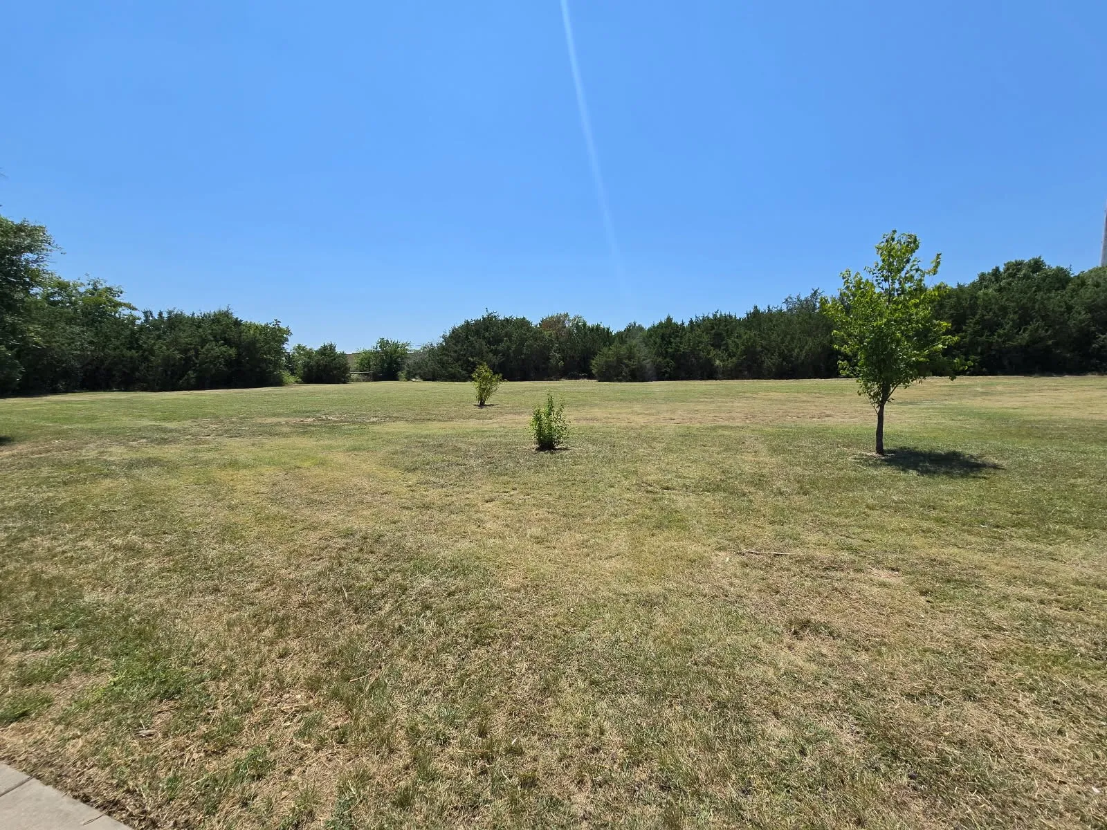 Expansive grass lot featuring scattered young trees and a dense tree line bordering the perimeter