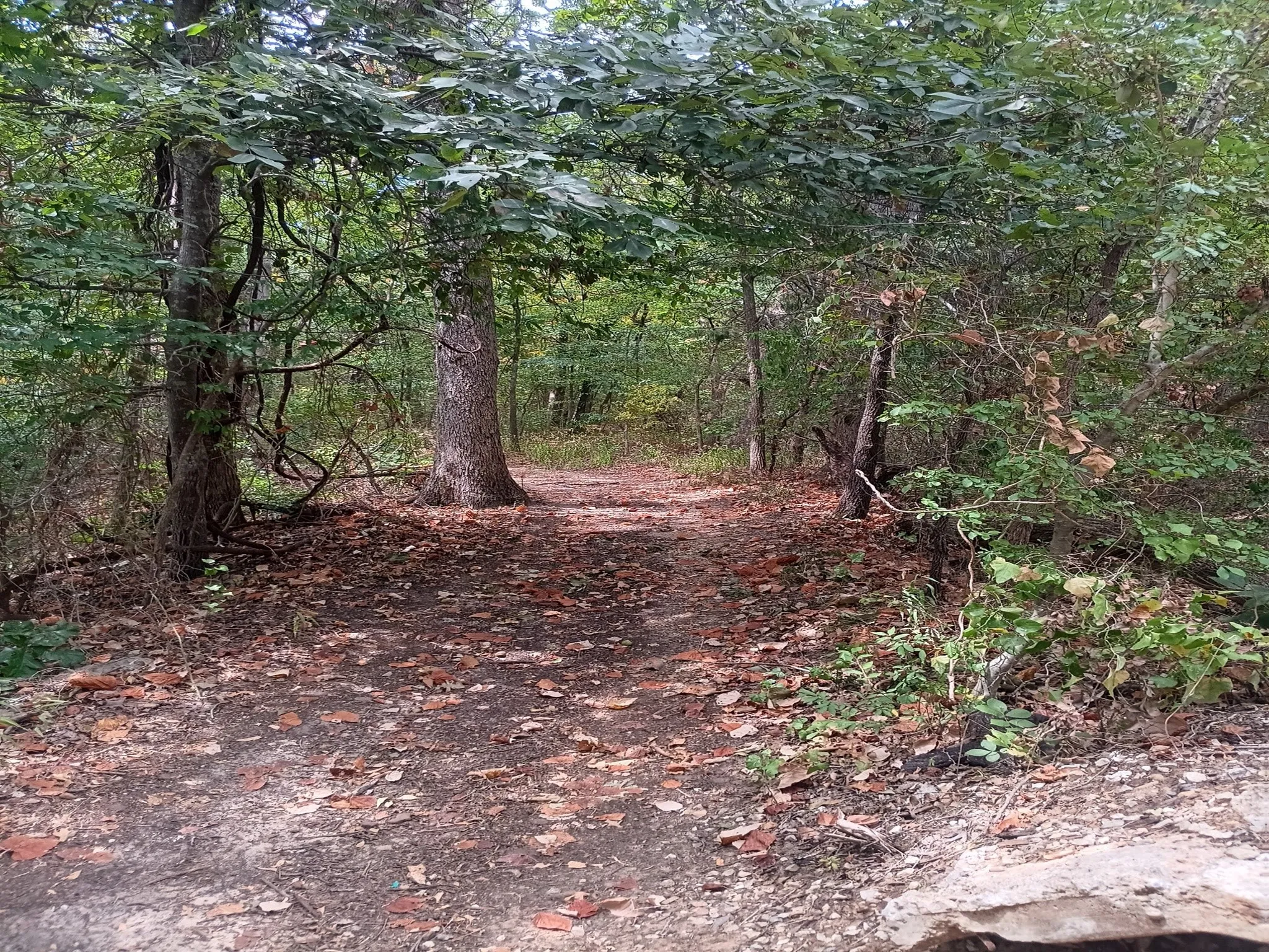 Wooded path below and beyond the deck