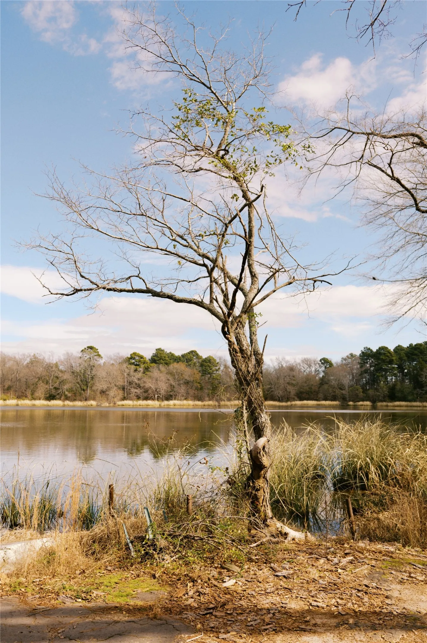 Unimproved Land For Sale in Wood County , TBD Lot 3 County Road 2200, Mineola, Texas 75773, 0, 0, Garage spaces, 0 Sqft, built in 0, Price $87,500, mls#21294198, Real Estate Agent in Mineola, Homes For Sale in Wood county, Homes For Sale in Mineola, Realtor in Mineola Texas, Real Estate Brokerage Independent Realty Texas, Luminita Cordes Realtor