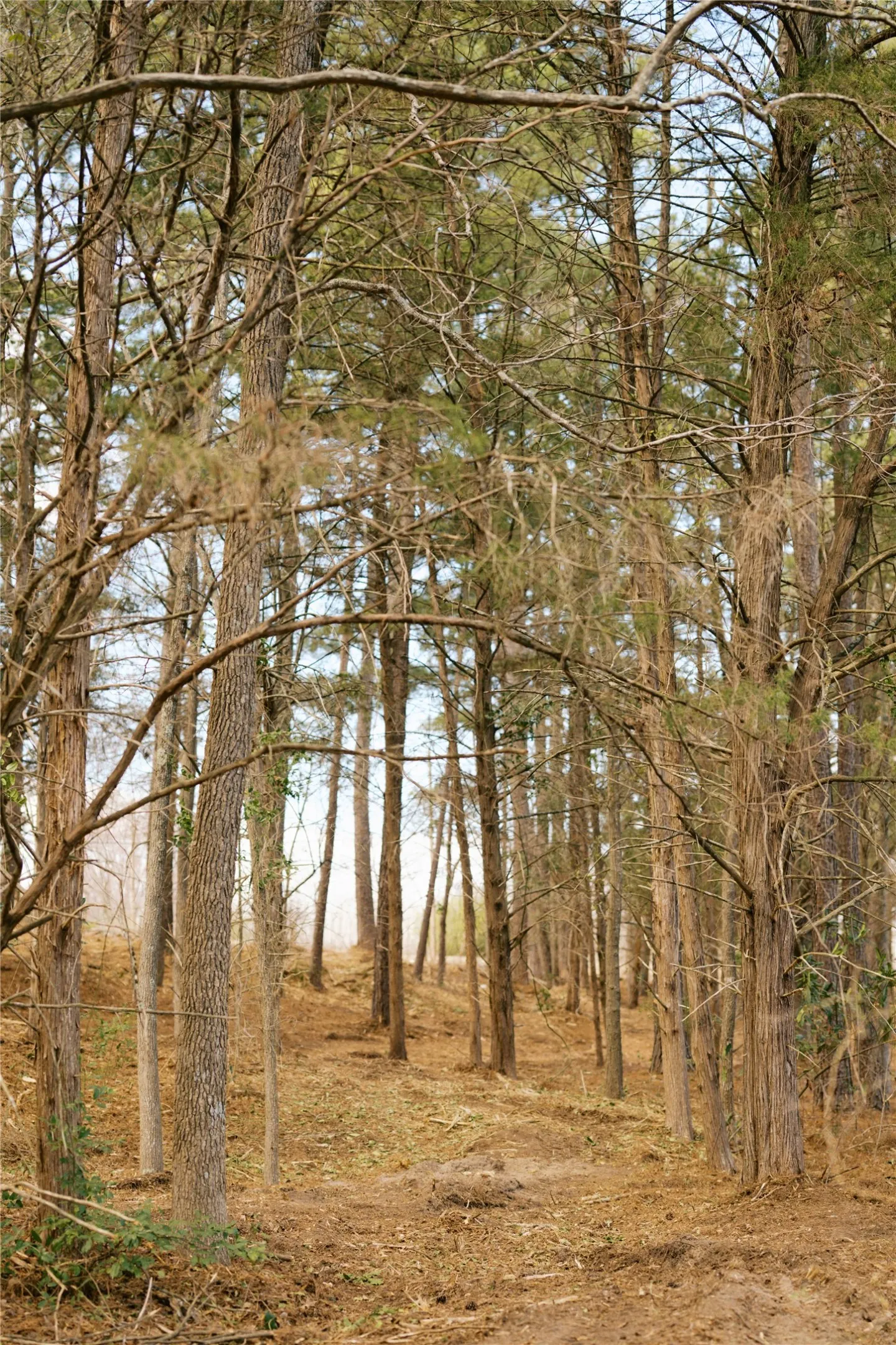 Unimproved Land For Sale in Wood County , TBD Lot 3 County Road 2200, Mineola, Texas 75773, 0, 0, Garage spaces, 0 Sqft, built in 0, Price $87,500, mls#21294198, Real Estate Agent in Mineola, Homes For Sale in Wood county, Homes For Sale in Mineola, Realtor in Mineola Texas, Real Estate Brokerage Independent Realty Texas, Luminita Cordes Realtor