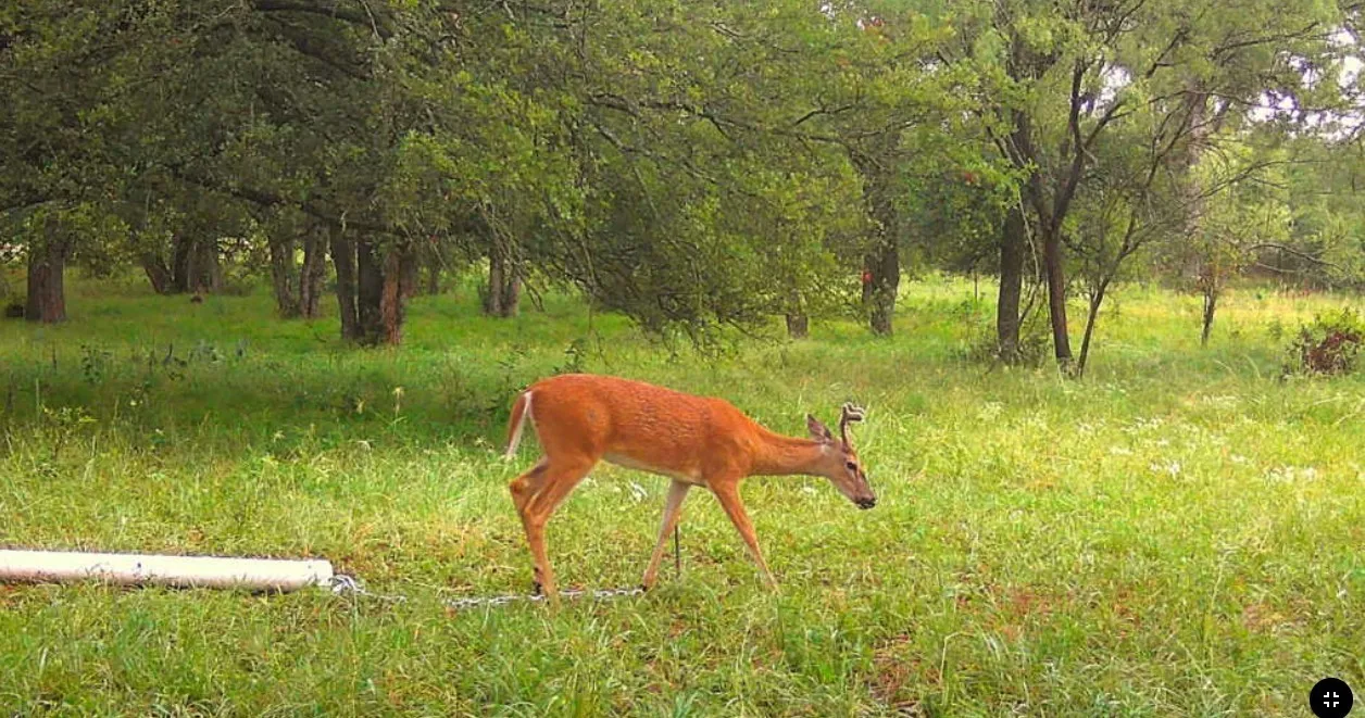 Ranch For Sale in Palo Pinto County , TBD Coalville Road, Gordon, Texas 76453, 0, 0, Garage spaces, 0 Sqft, built in 0, mls#21340747, Real Estate Agent in Gordon, Homes For Sale in Palo Pinto county, Homes For Sale in Gordon, Realtor in Gordon Texas, Real Estate Brokerage Independent Realty Texas, Luminita Cordes Realtor