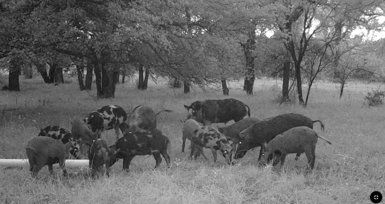 Ranch For Sale in Palo Pinto County , TBD Coalville Road, Gordon, Texas 76453, 0, 0, Garage spaces, 0 Sqft, built in 0, mls#21340747, Real Estate Agent in Gordon, Homes For Sale in Palo Pinto county, Homes For Sale in Gordon, Realtor in Gordon Texas, Real Estate Brokerage Independent Realty Texas, Luminita Cordes Realtor