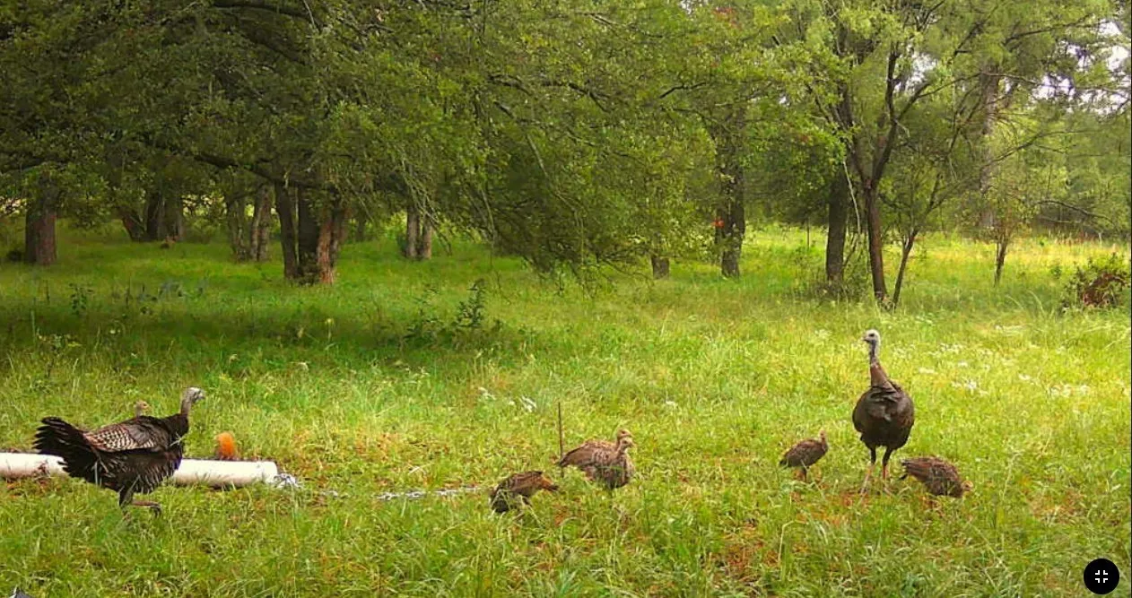 Ranch For Sale in Palo Pinto County , TBD Coalville Road, Gordon, Texas 76453, 0, 0, Garage spaces, 0 Sqft, built in 0, mls#21340747, Real Estate Agent in Gordon, Homes For Sale in Palo Pinto county, Homes For Sale in Gordon, Realtor in Gordon Texas, Real Estate Brokerage Independent Realty Texas, Luminita Cordes Realtor